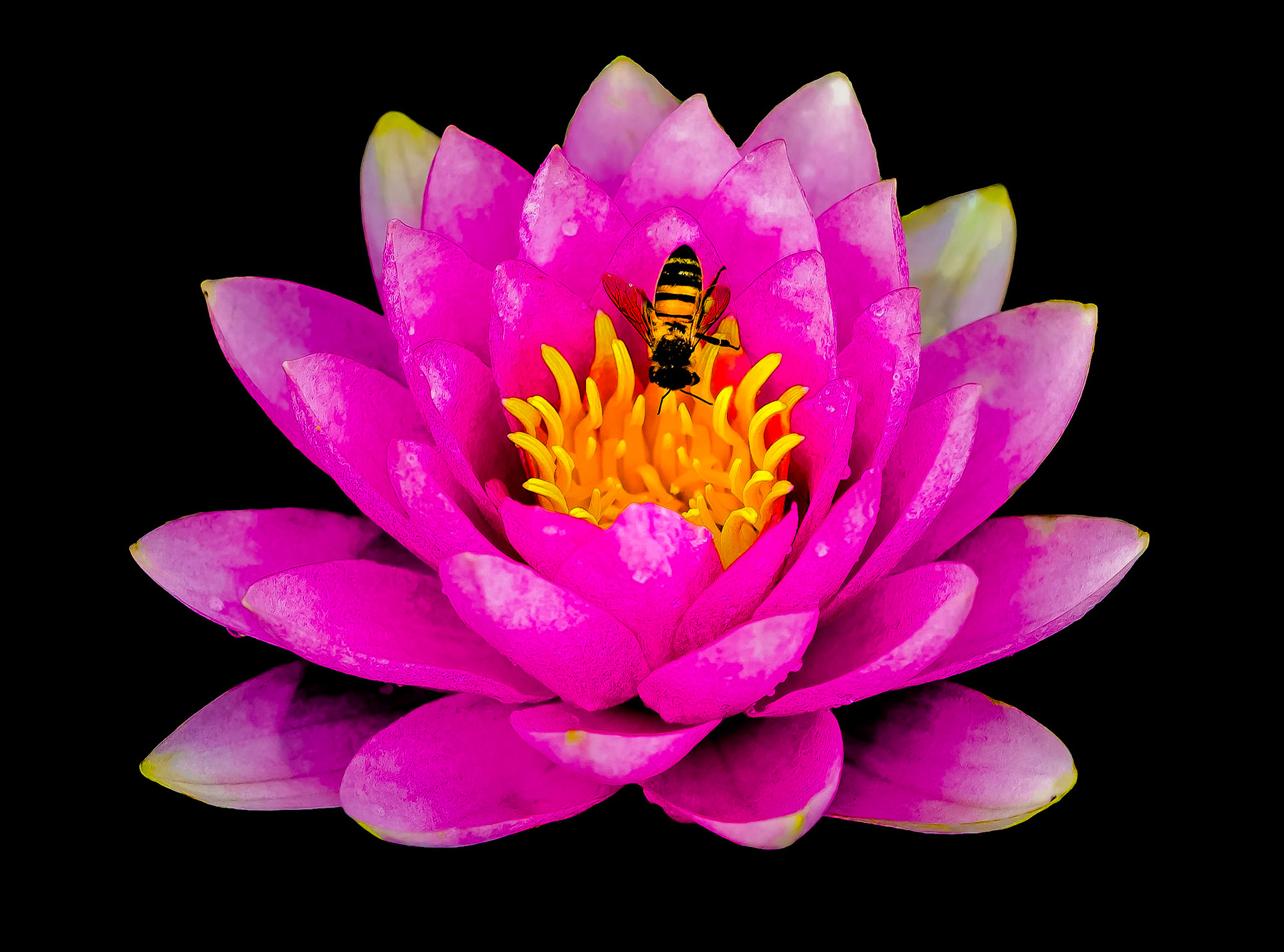 Lily Pond Fly