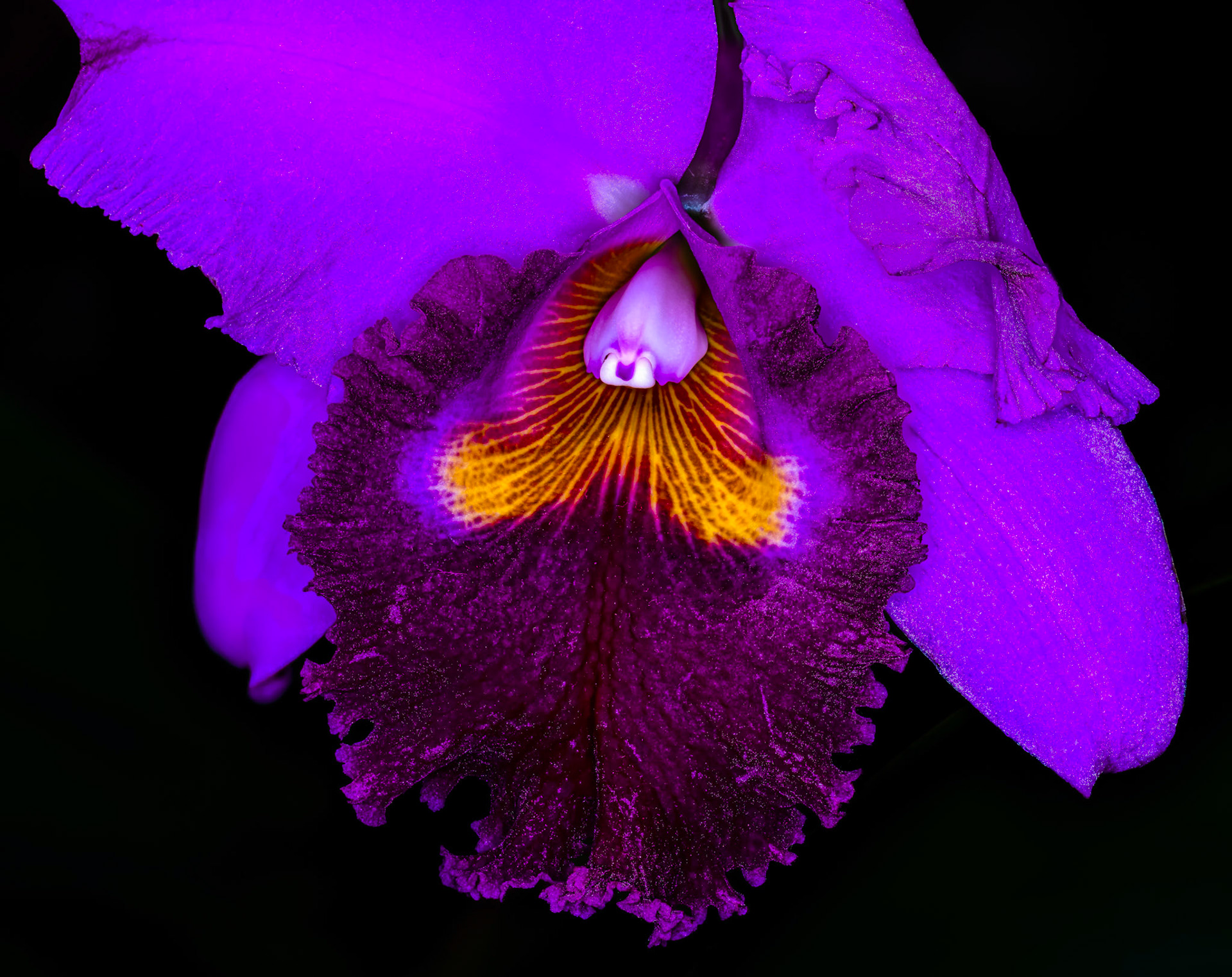 Orchid Show 2022