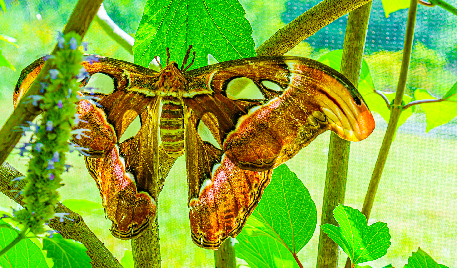 Giant Moth