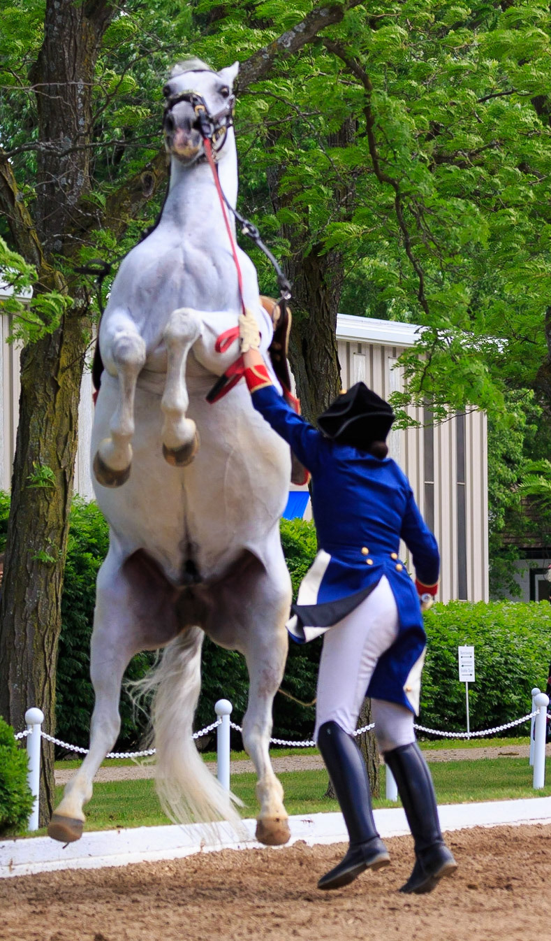 Lipizzans Stand 3