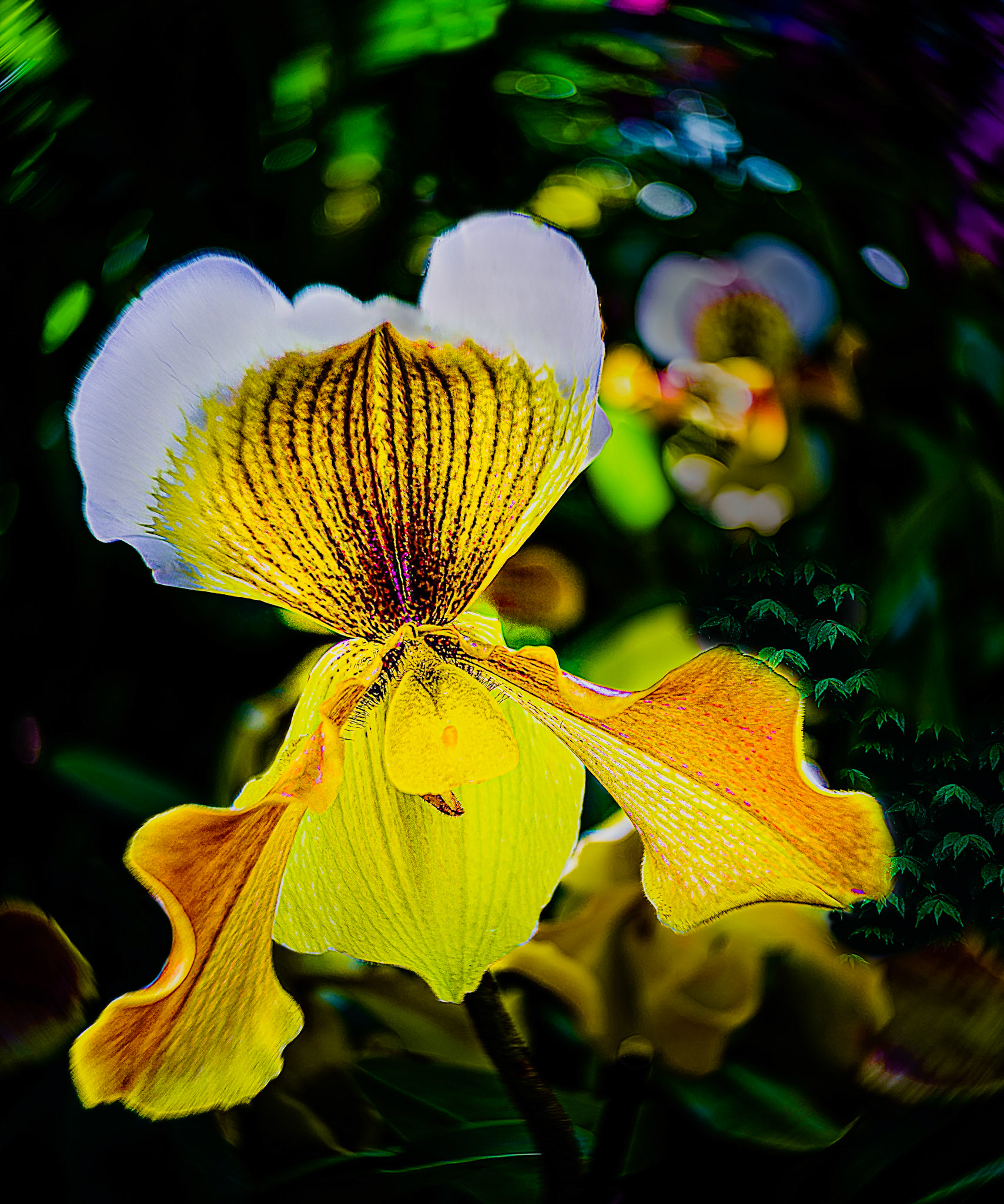 Orchid Swirl