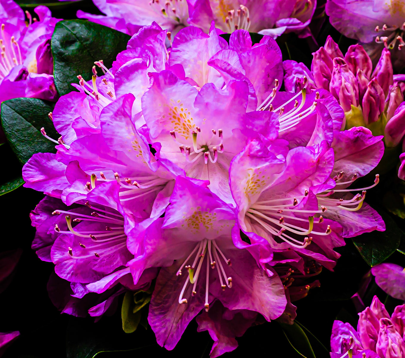 Pink Flowers