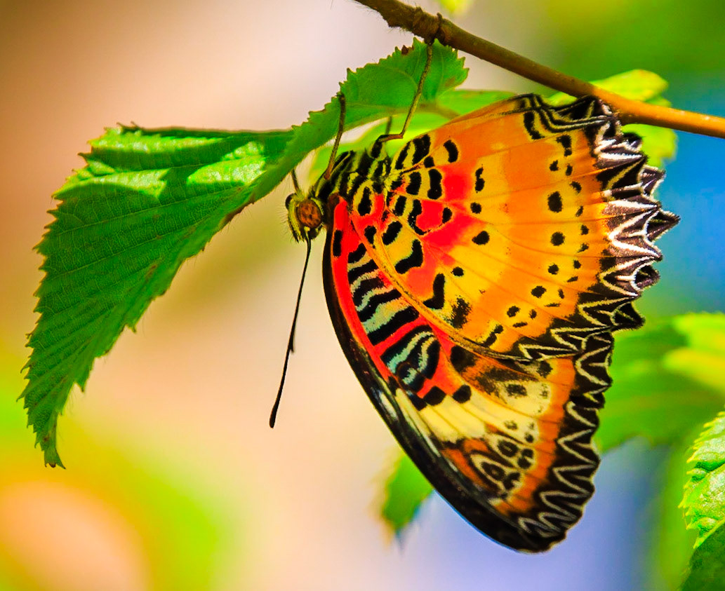 Butterfly 2