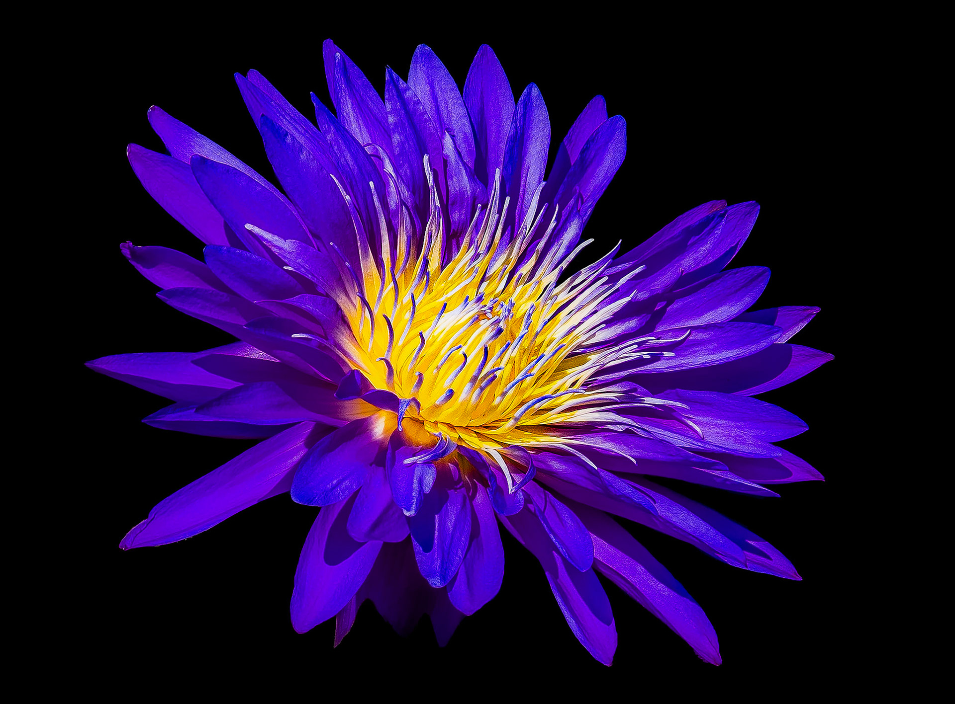 Purple Lily