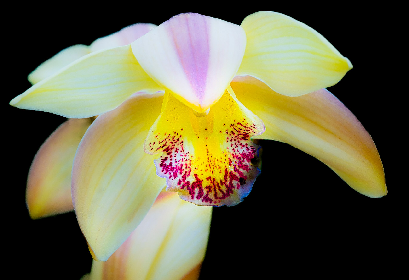 Orchid Show 2023-1