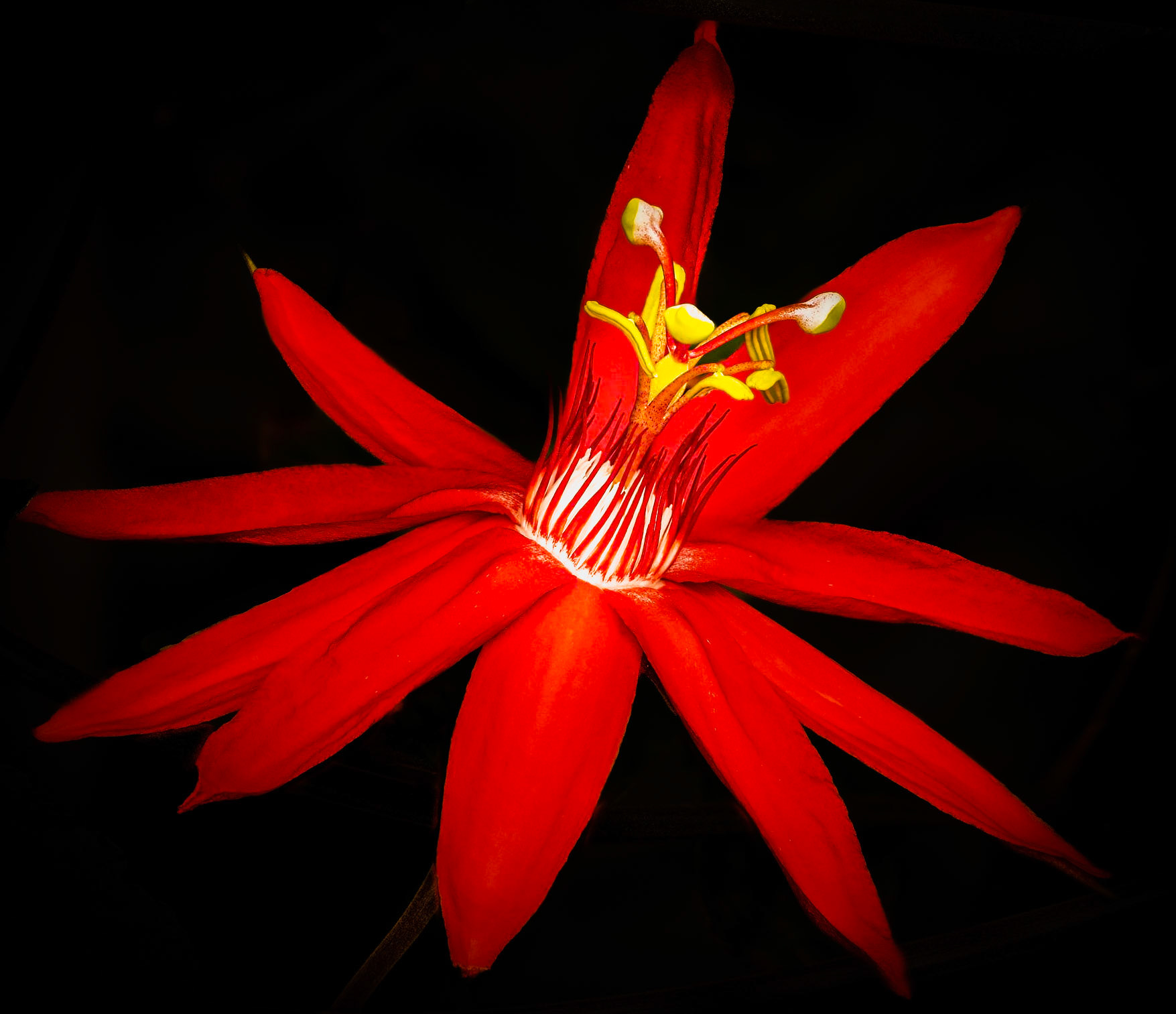 Orchid Show Star