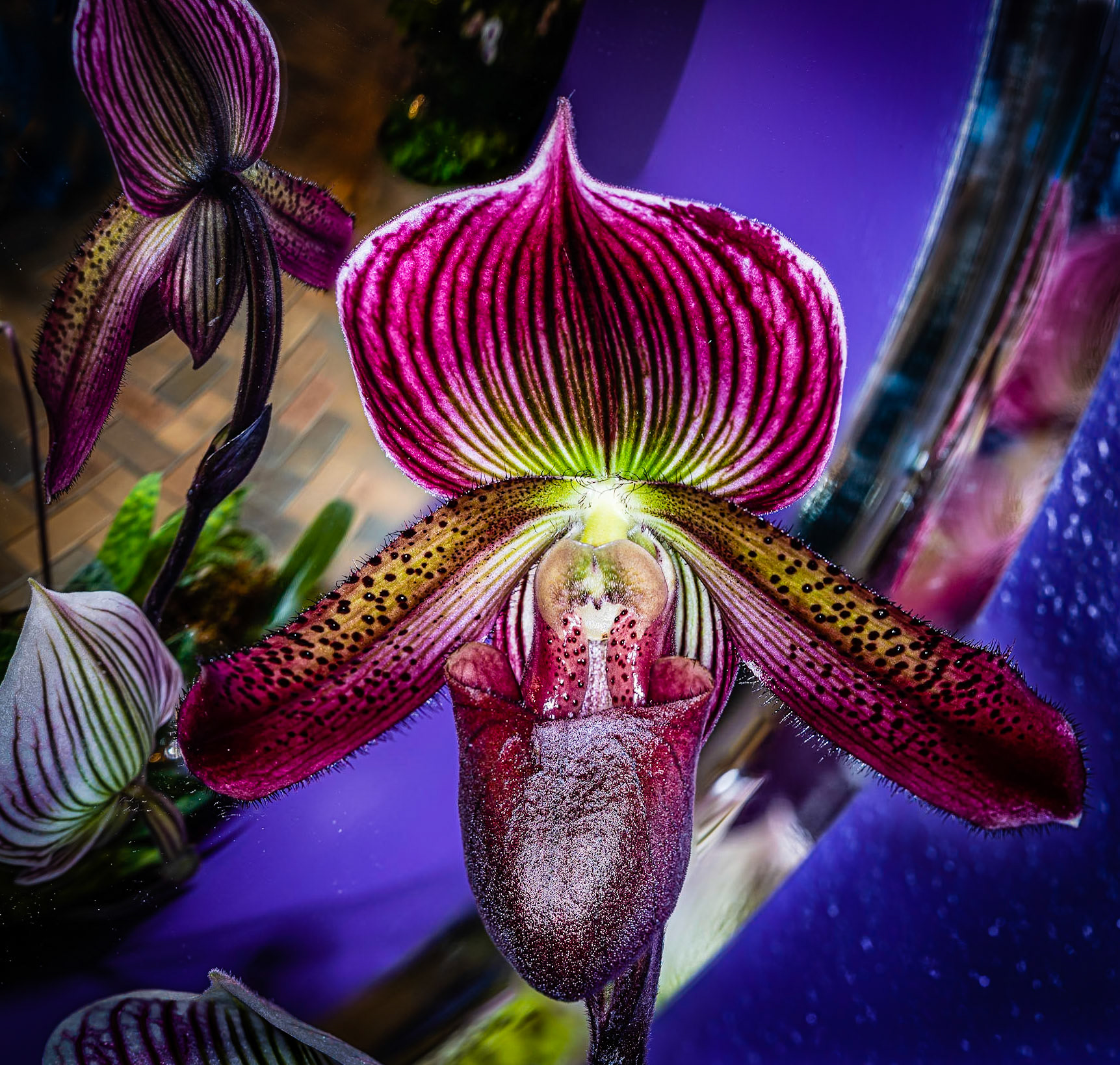 Slipper Orchid Reflection