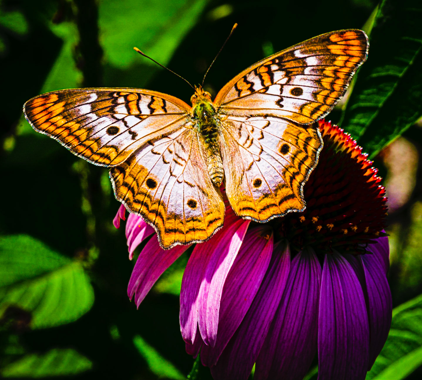 Butterfly Lovely