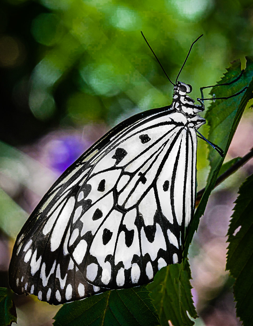 Paper Kite