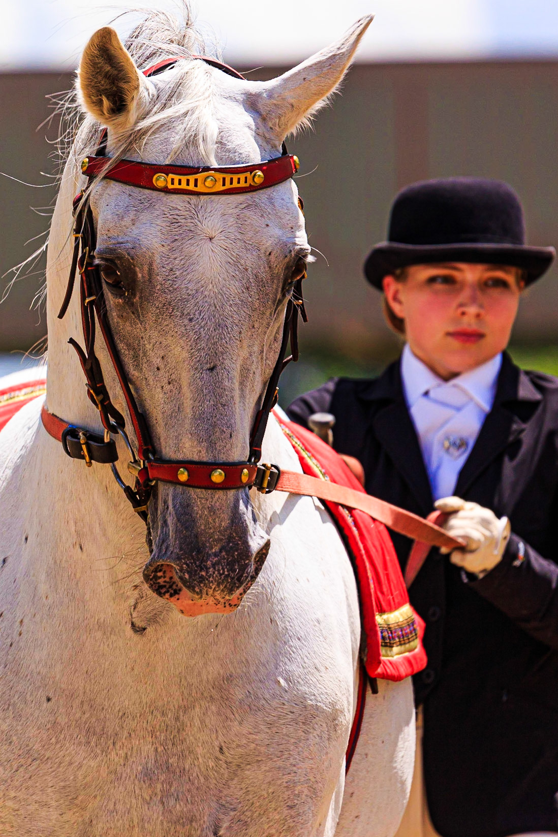 Lipizzan Portraits