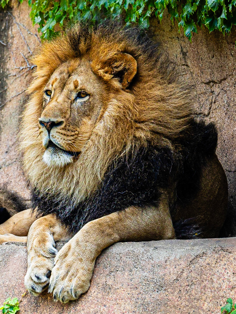 No Longer King