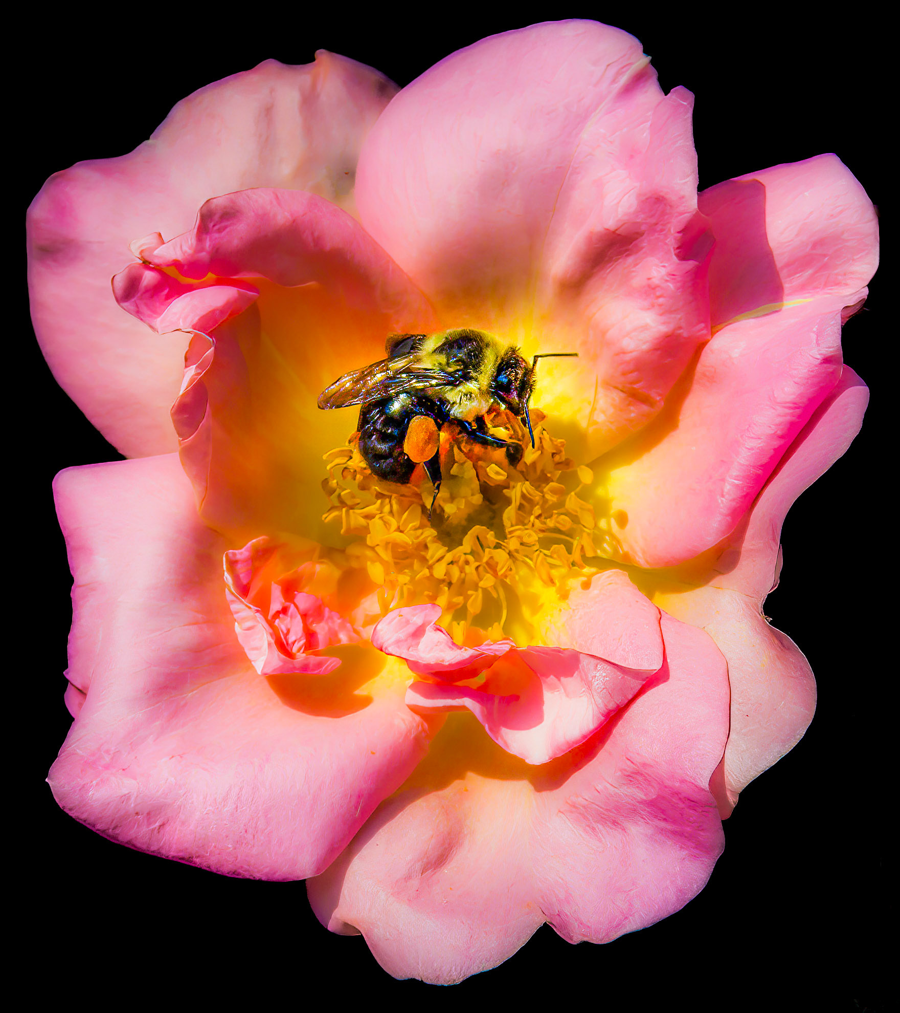 Busy Bee