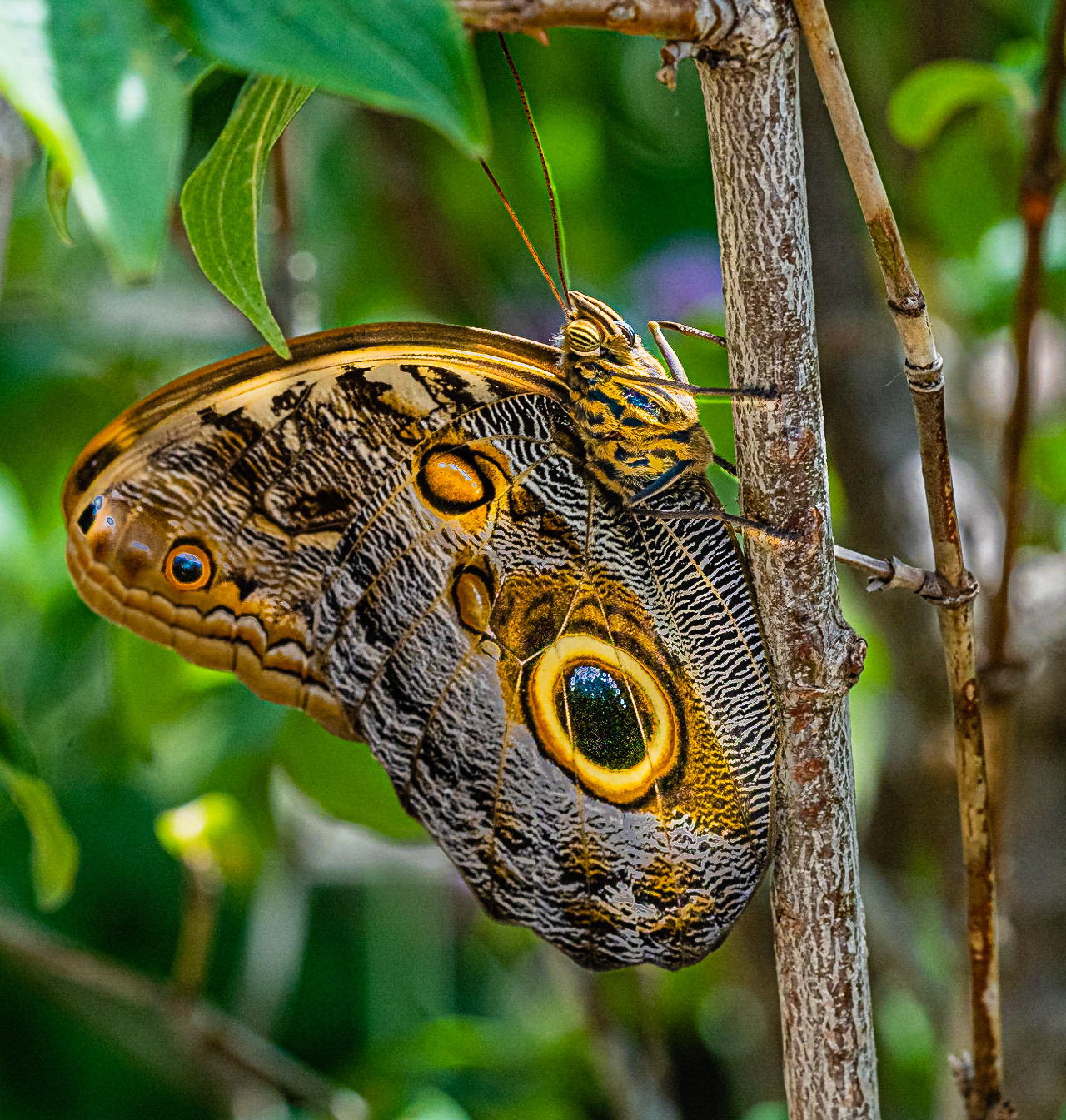 Garden Butterfly (Show)