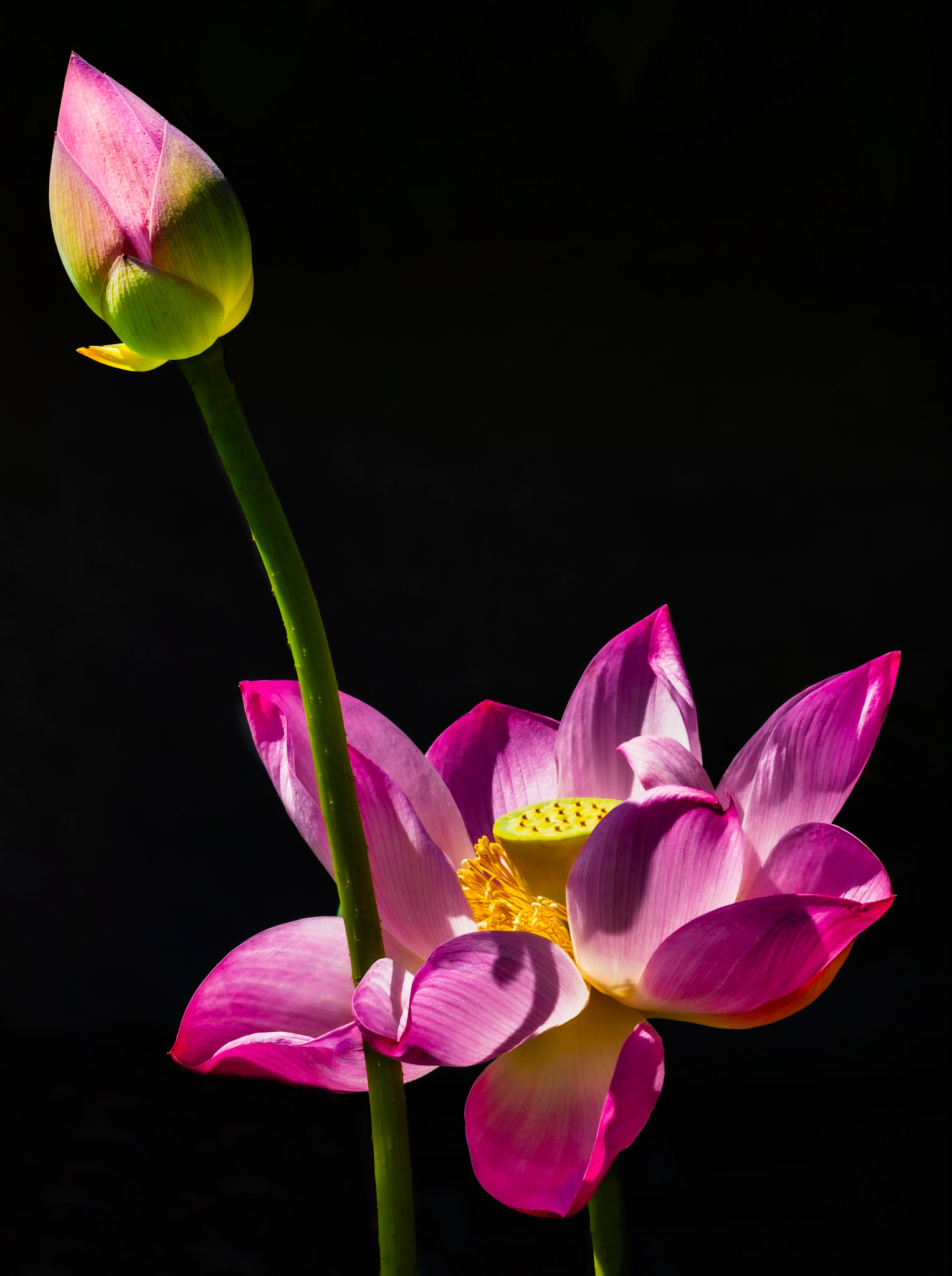 Lotus 1, 2, 3