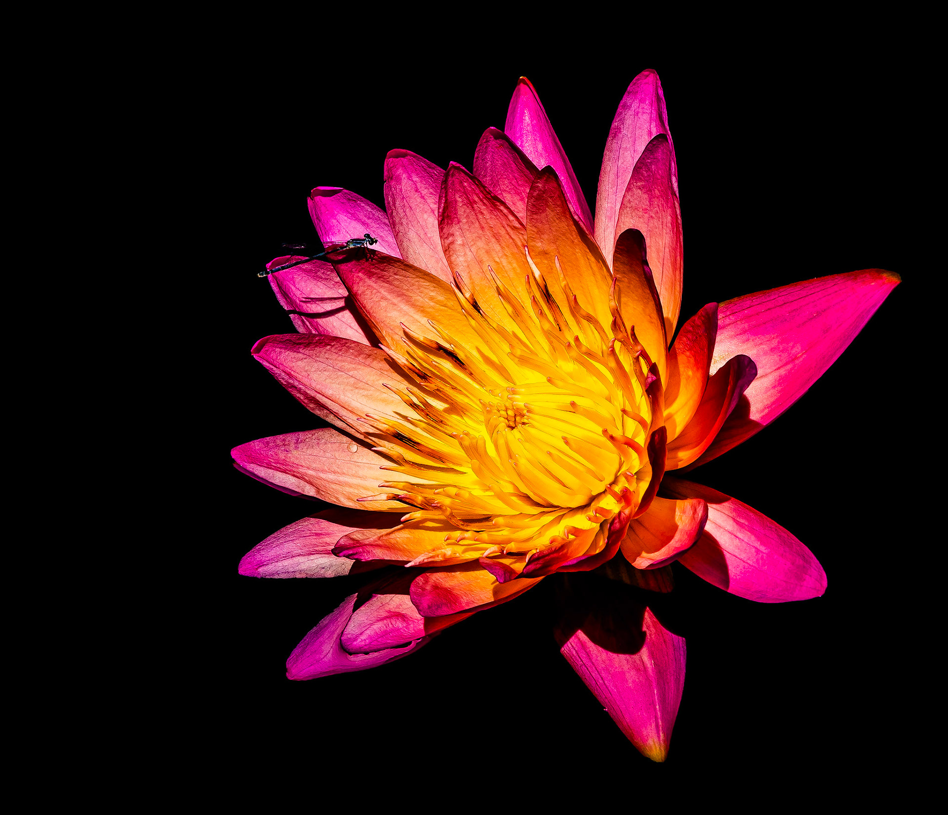 "Alan Shapiro" Lily