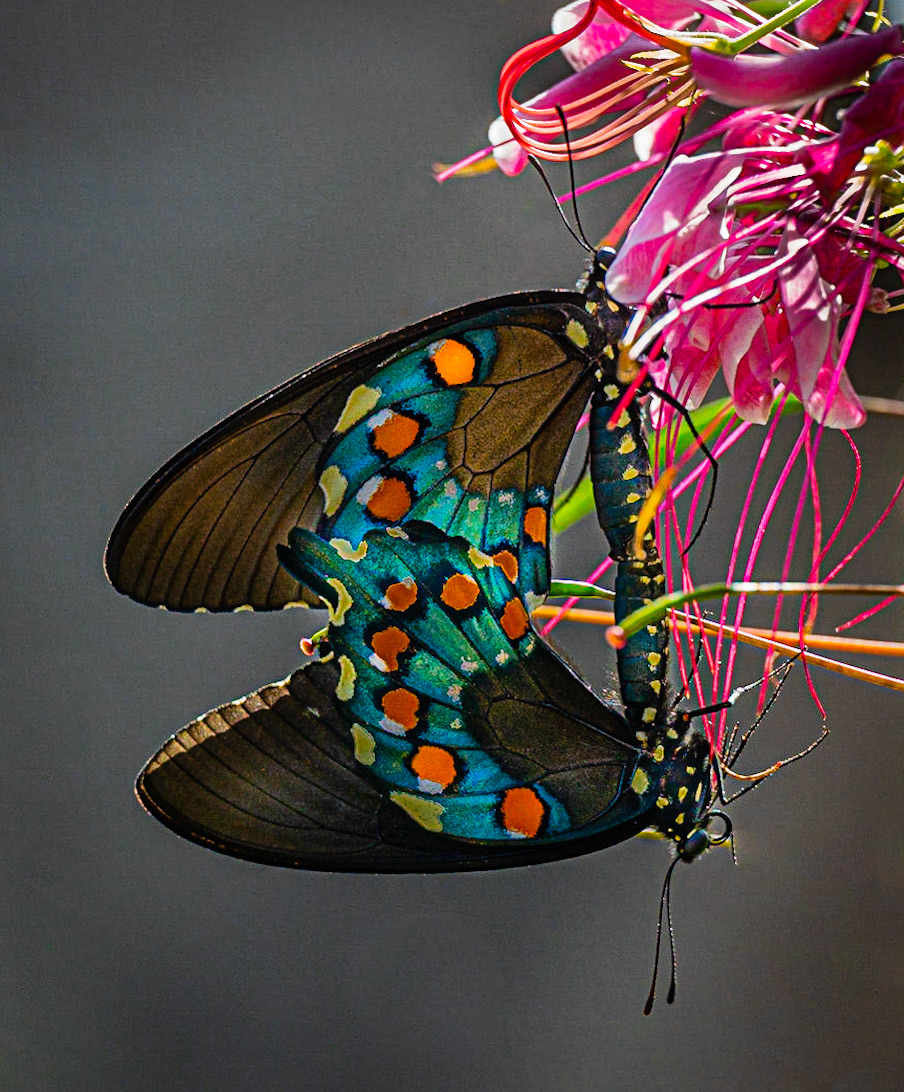 Butterfly Love