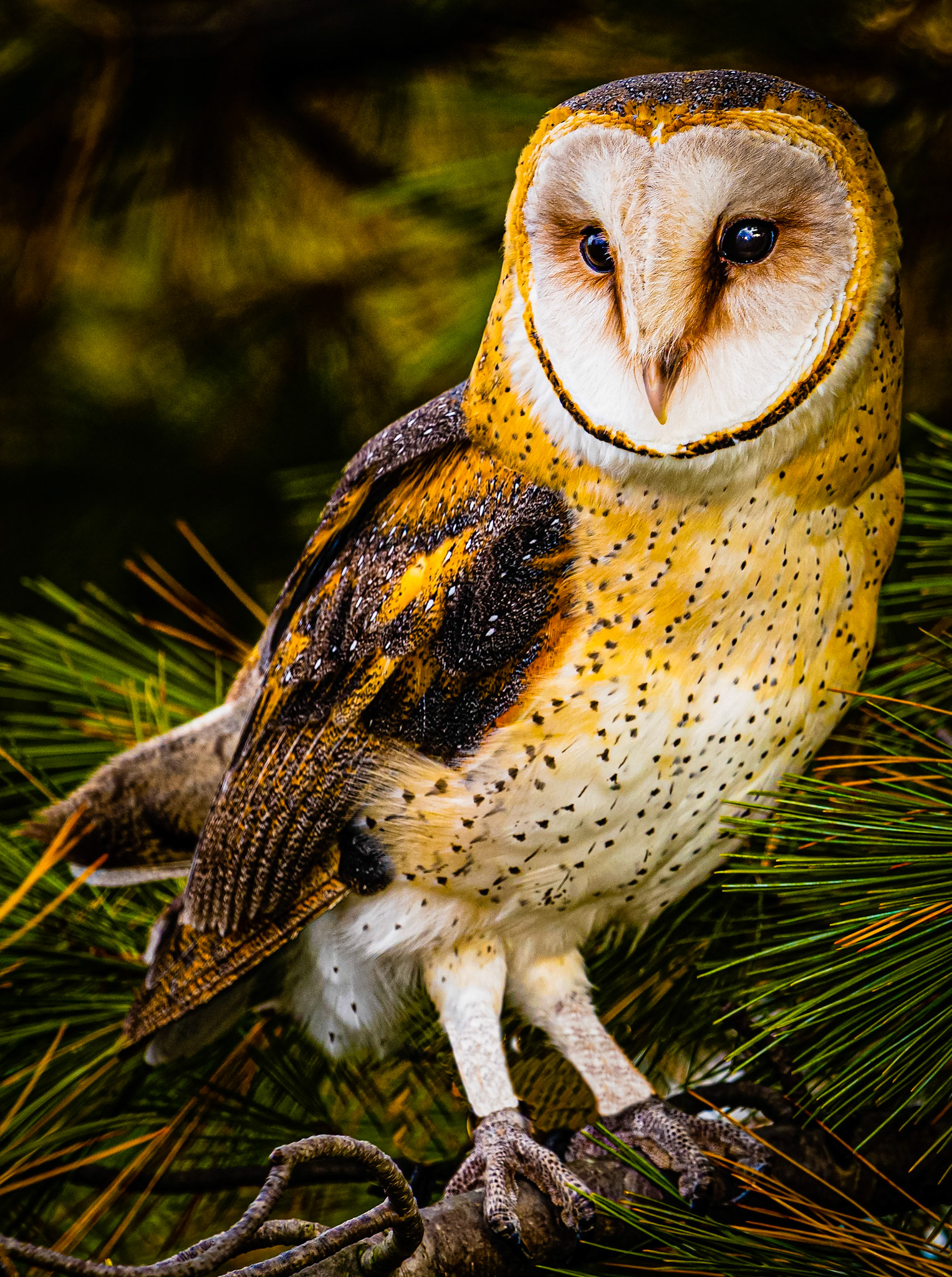 Legends of the Barn Owl