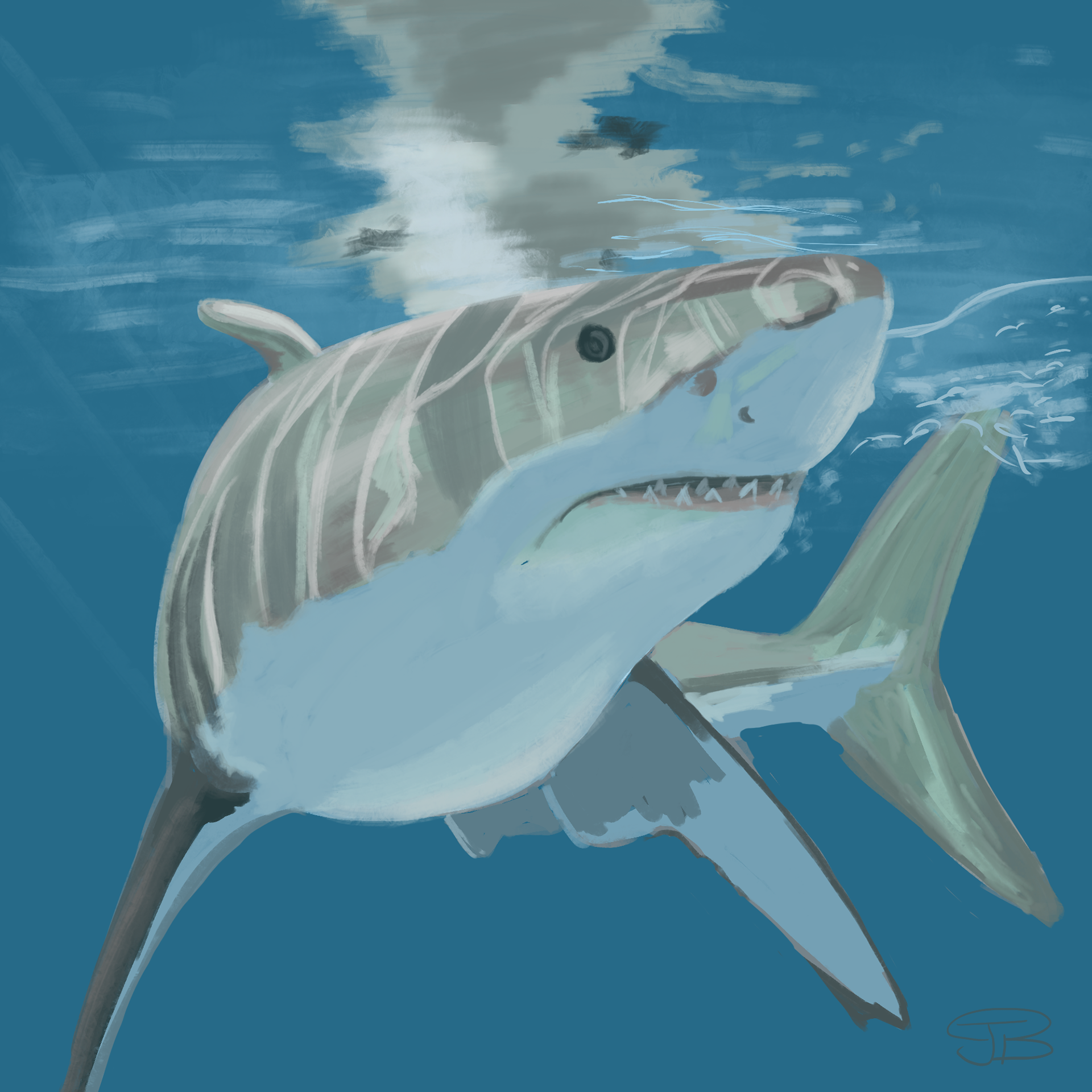 Shark
