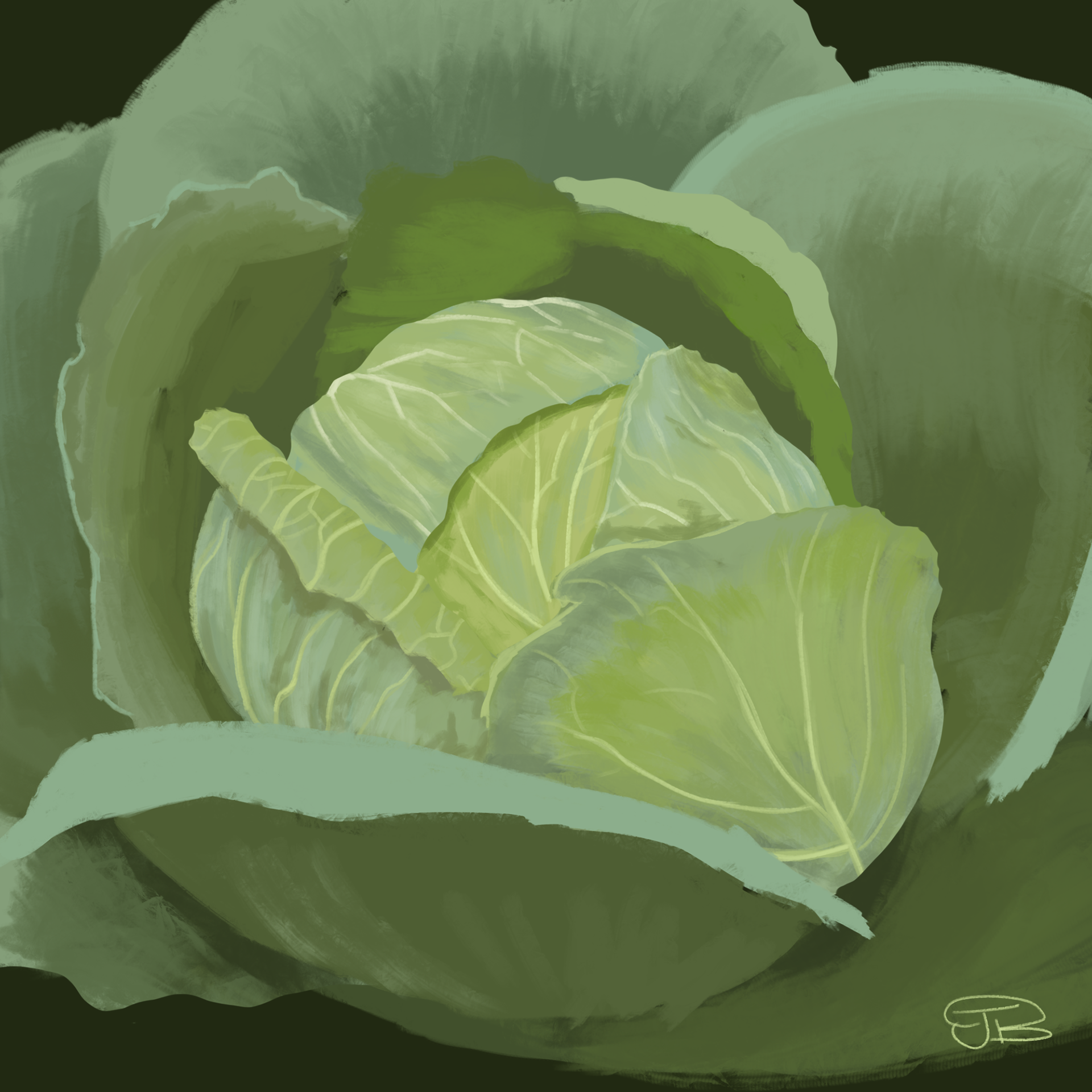 Cabbage