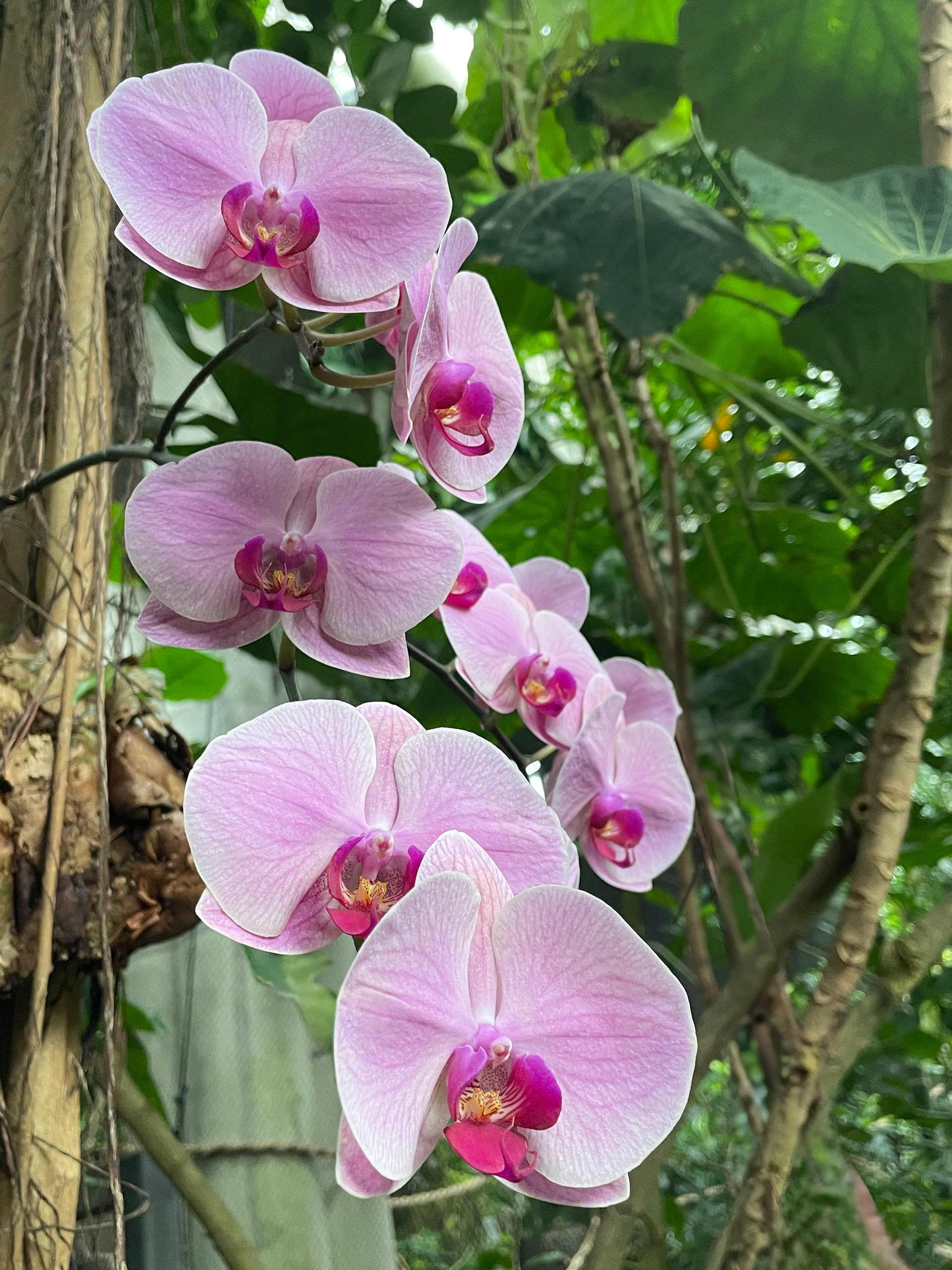 Orchids Moody Gardens