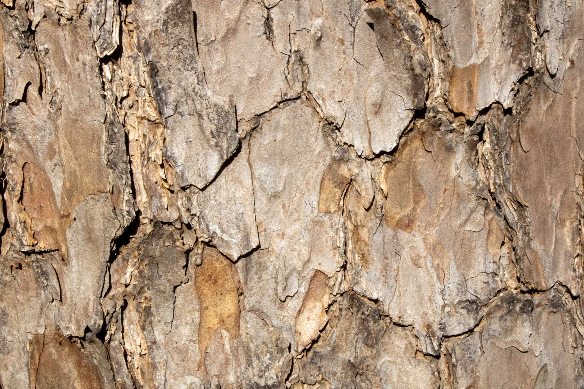 Tree bark