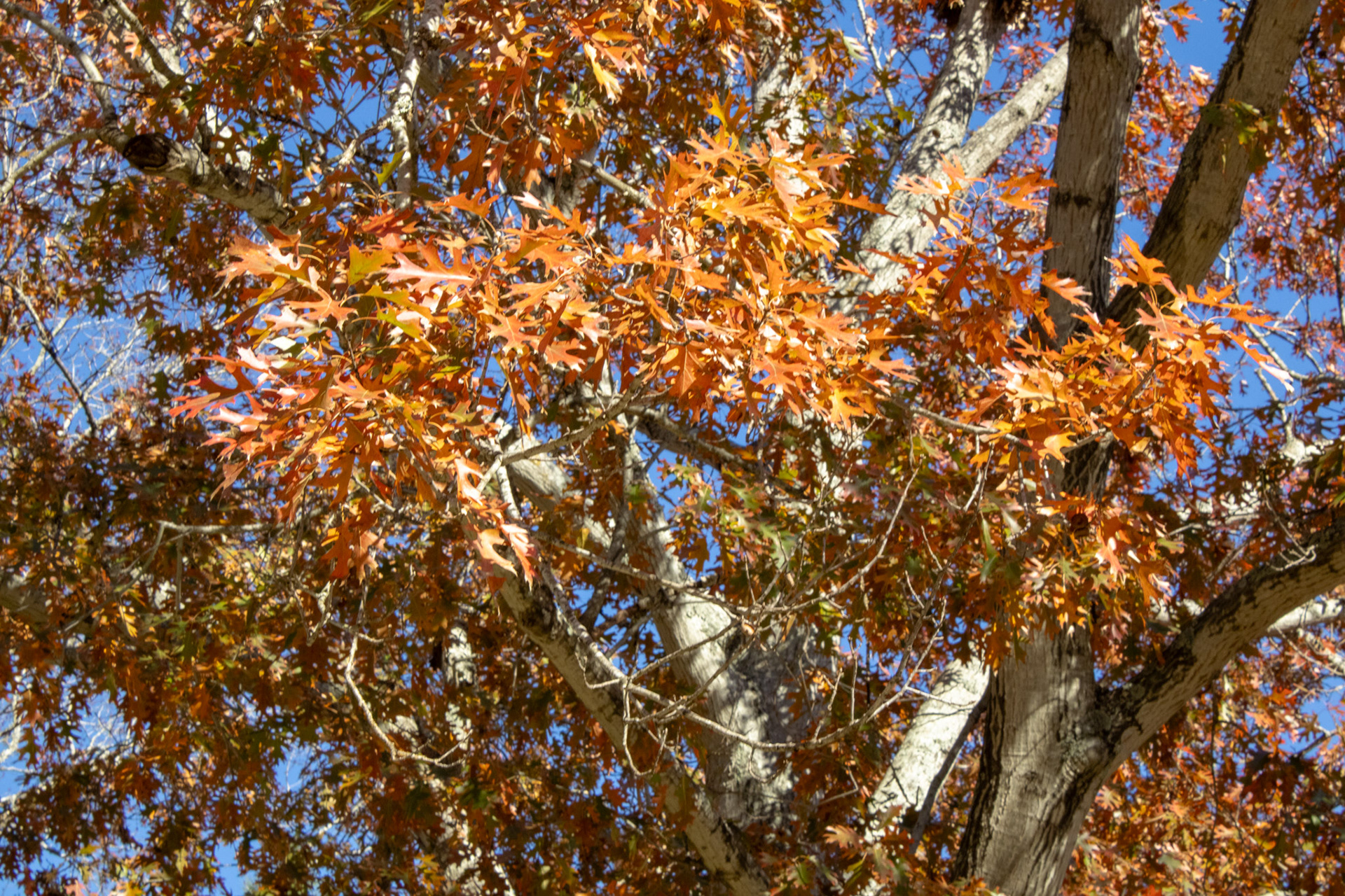 Tree on Campus