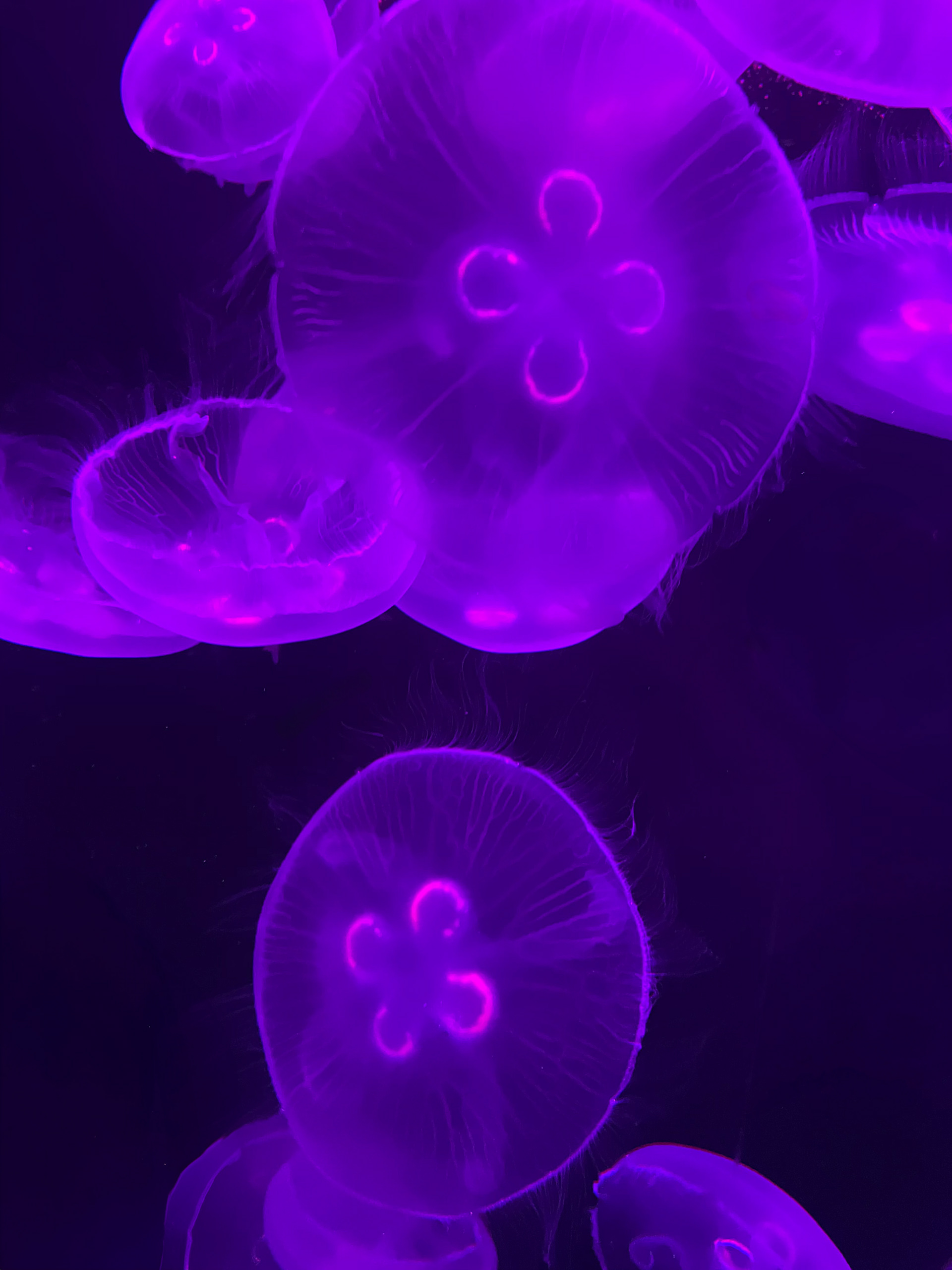 Jellies Moody Gardens