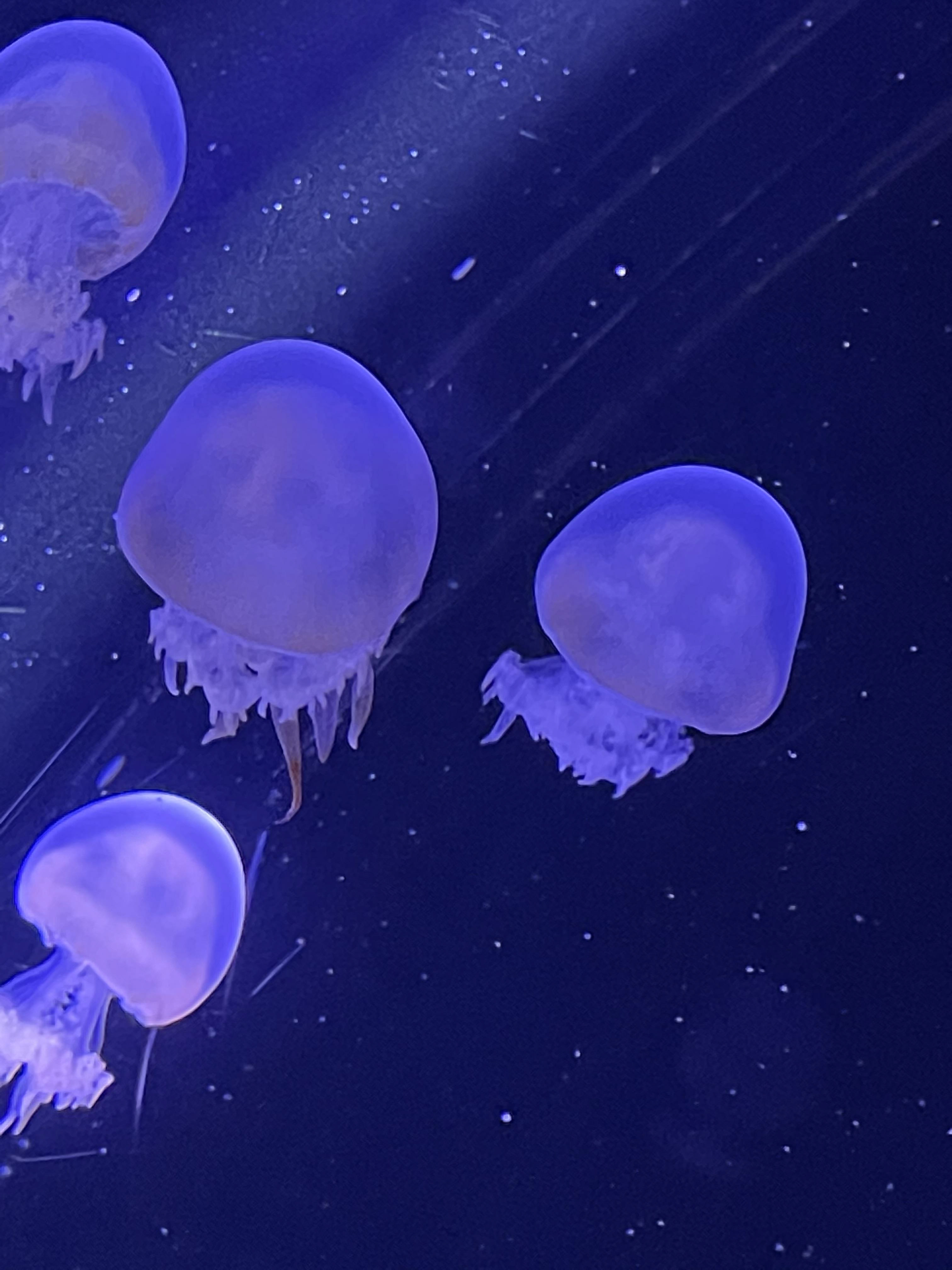 Moody Gardens 2021