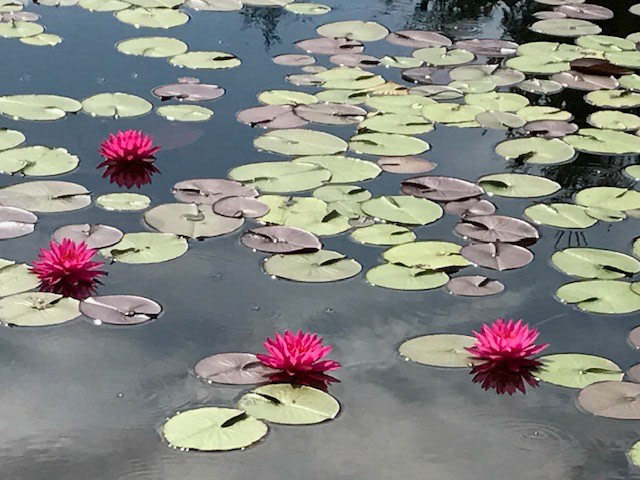 Raymond Gardens 2017