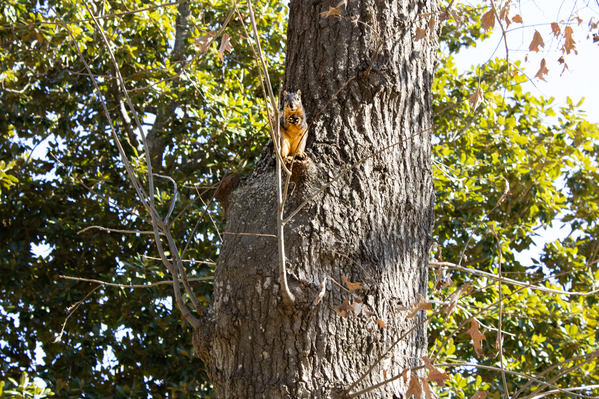 Squirrel on Campus
