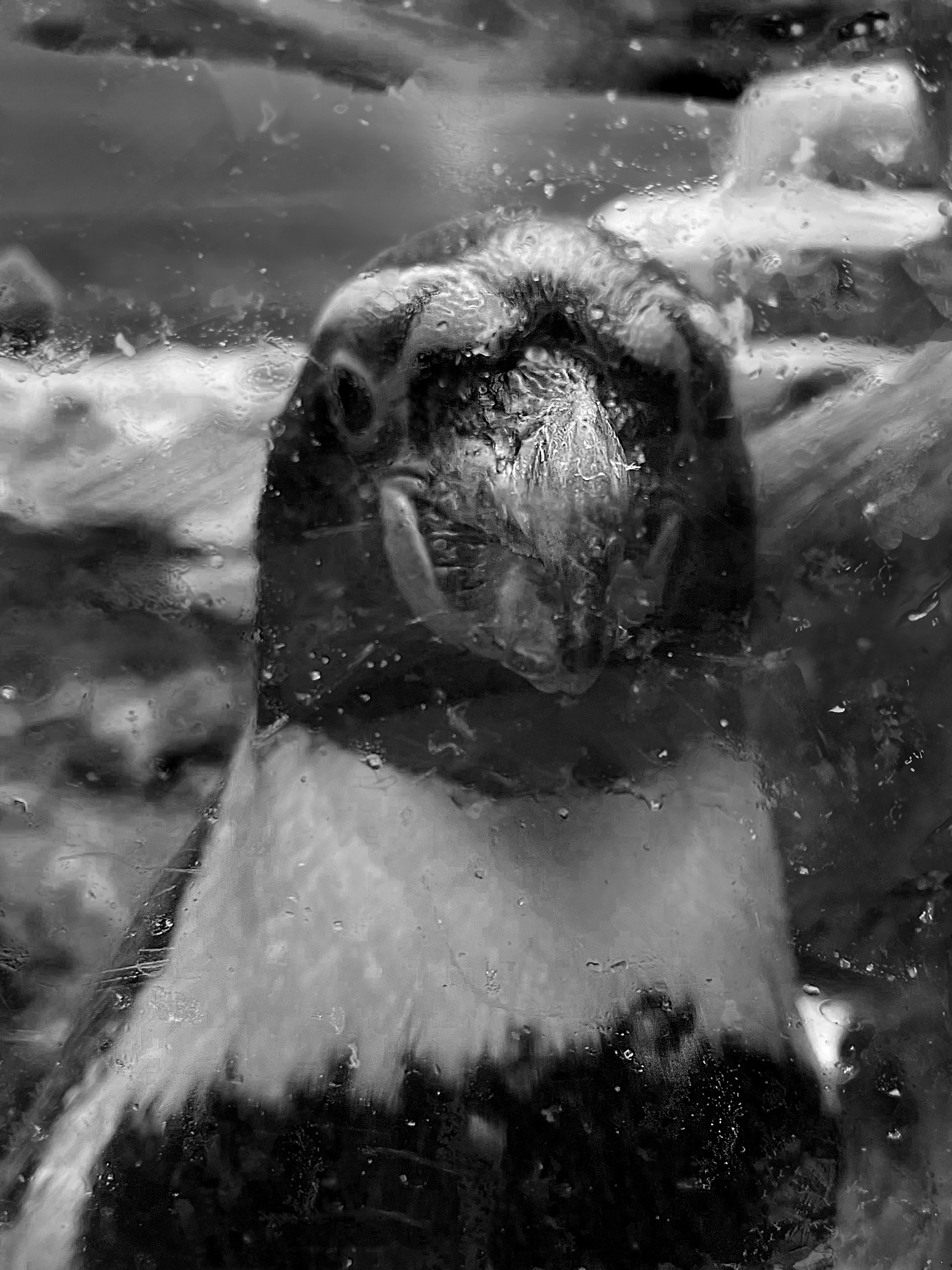 Penguin Moody Gardens