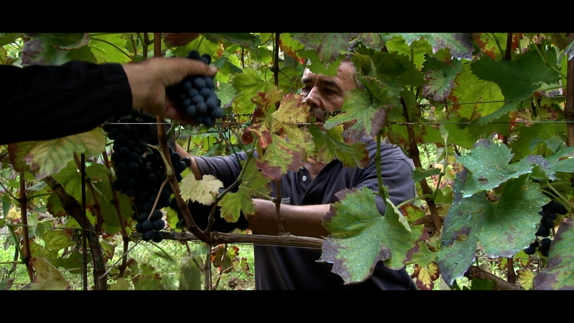 Certificazione Vini Genovesato - CCIA