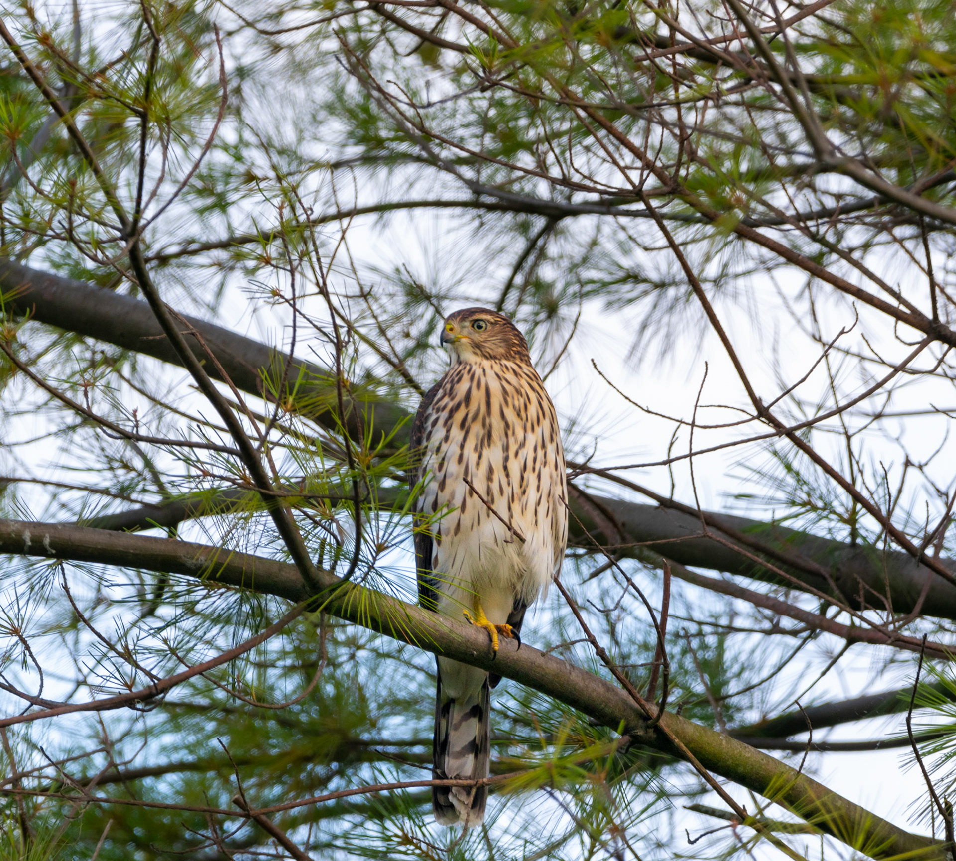 Coopers Hawk