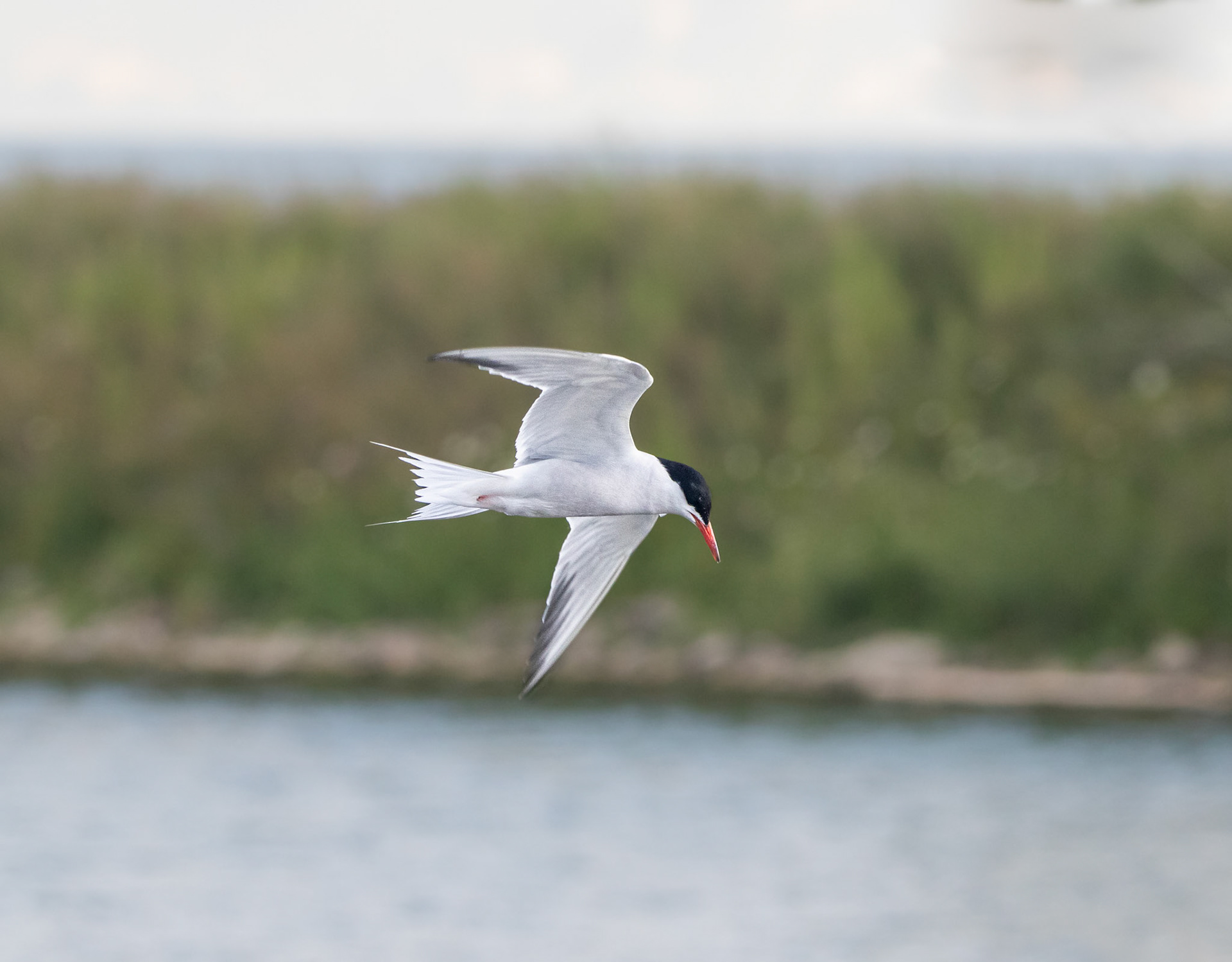 Tern