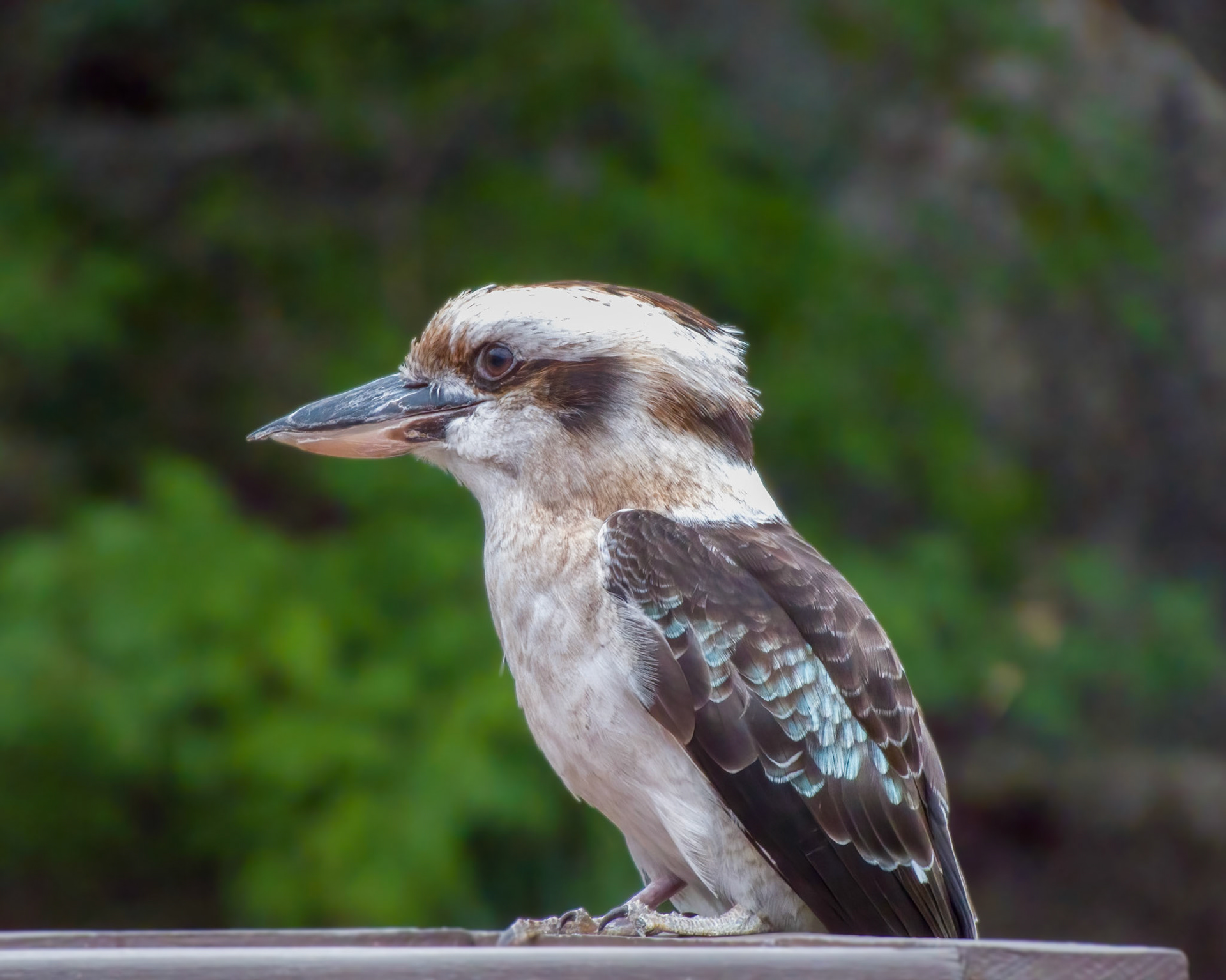 Kookaburra