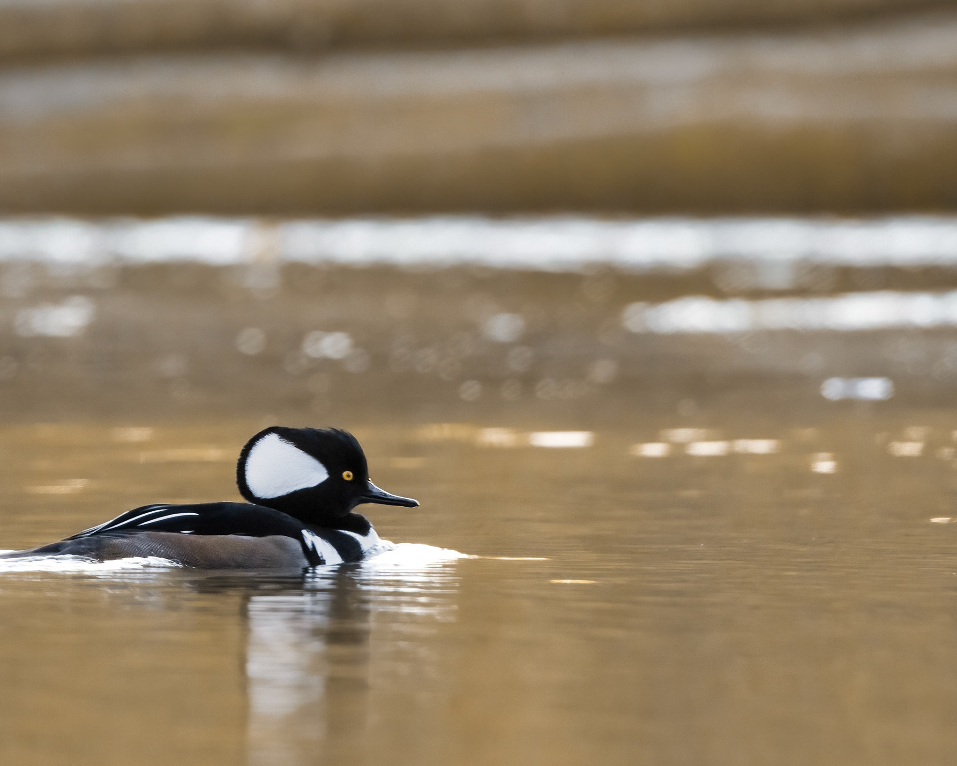Hooded Merganser
