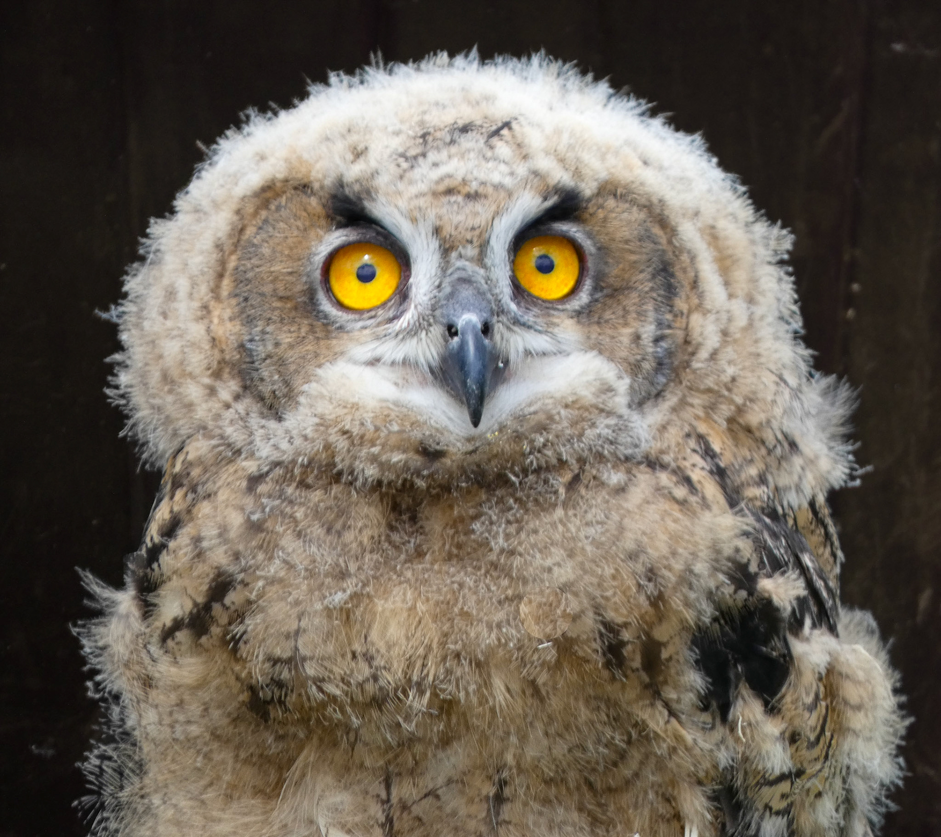 Great Horned Owl Baby