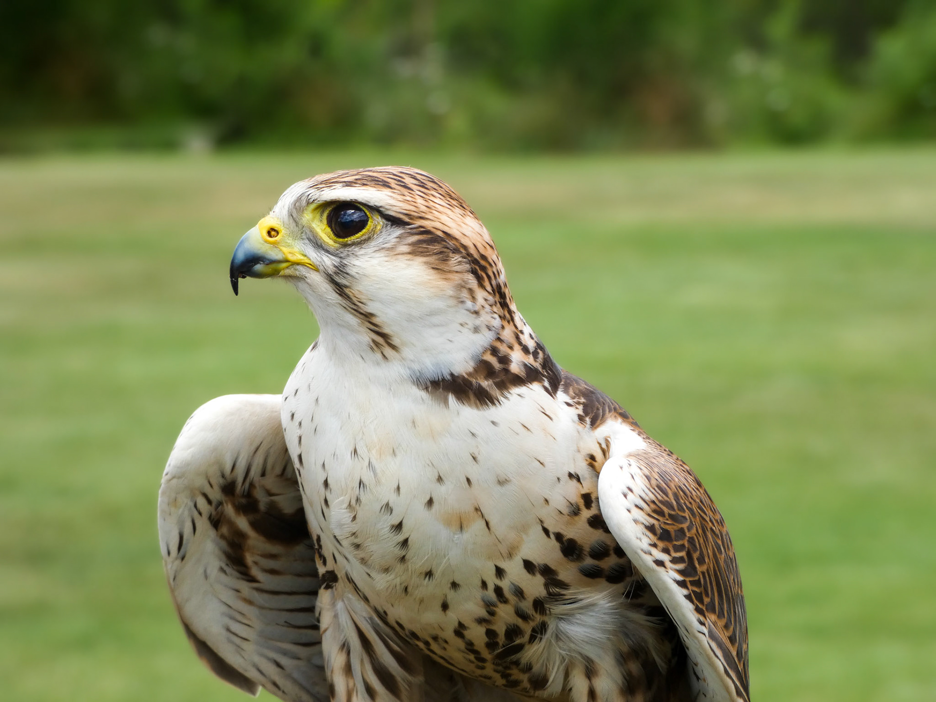 Prarie Falcon