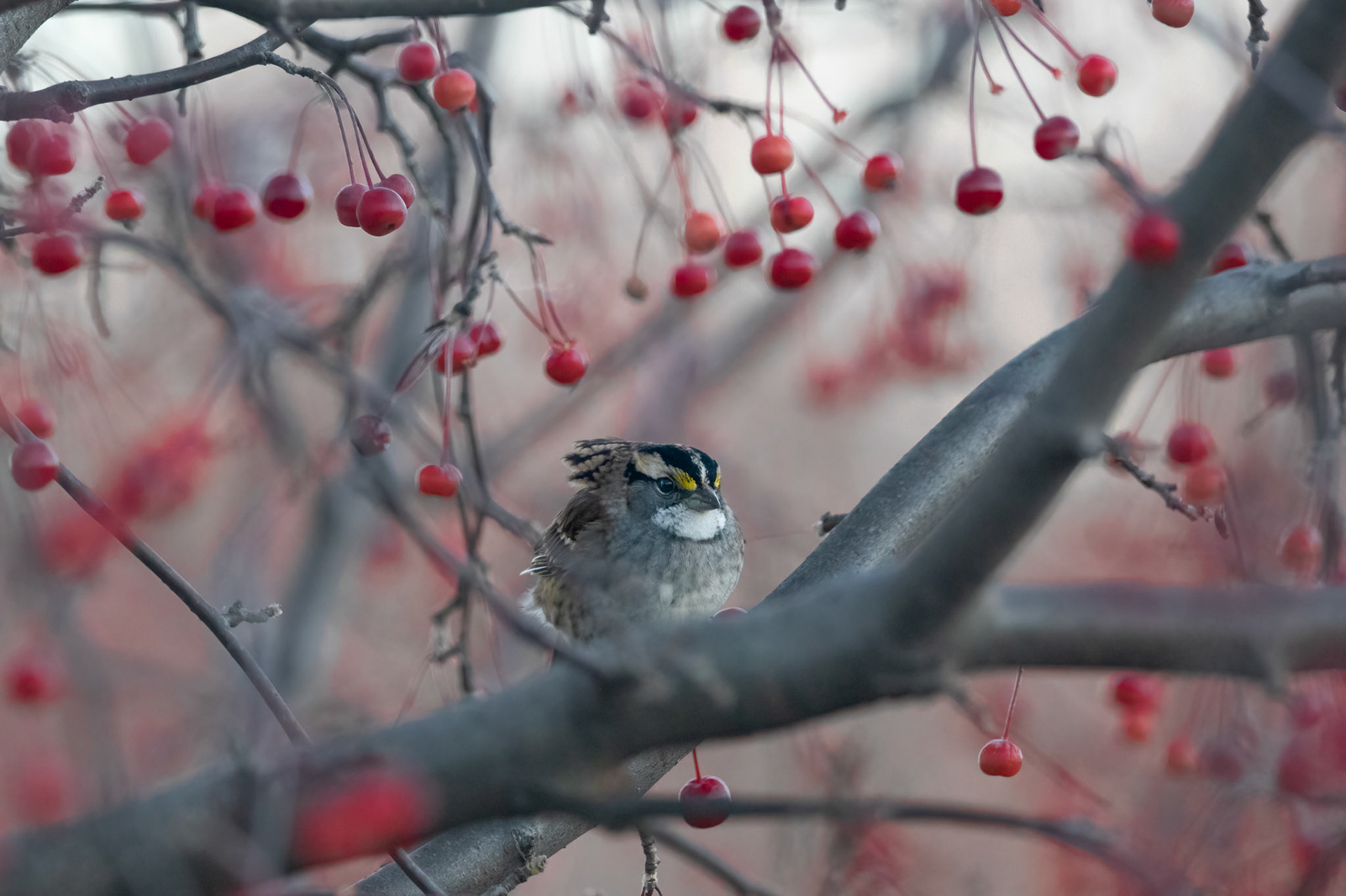 White Throated Sparrow