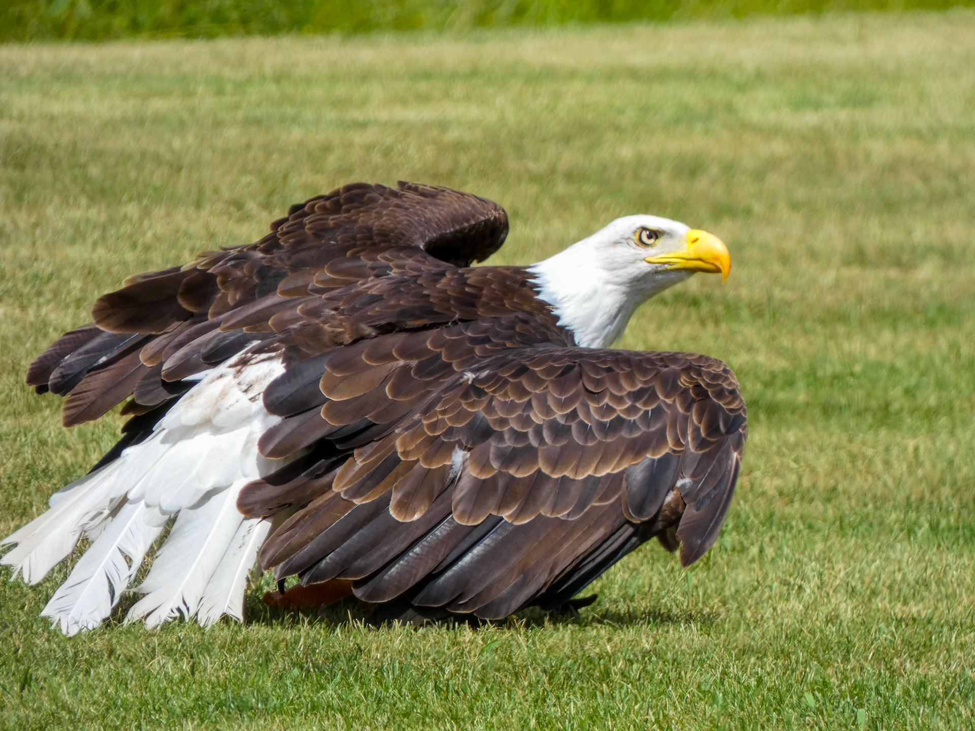 Bald Eagle