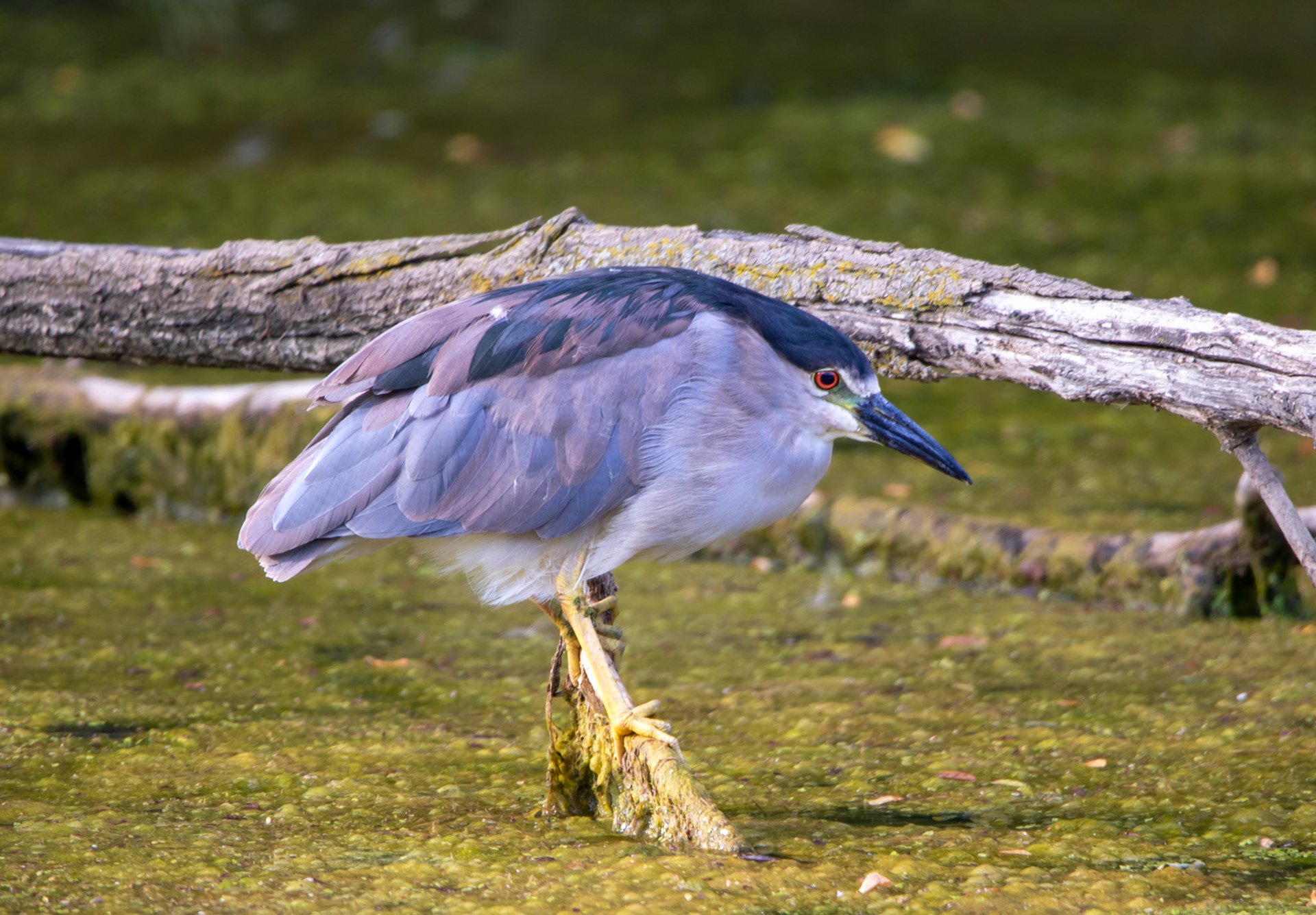 Black Crowned Night Heron