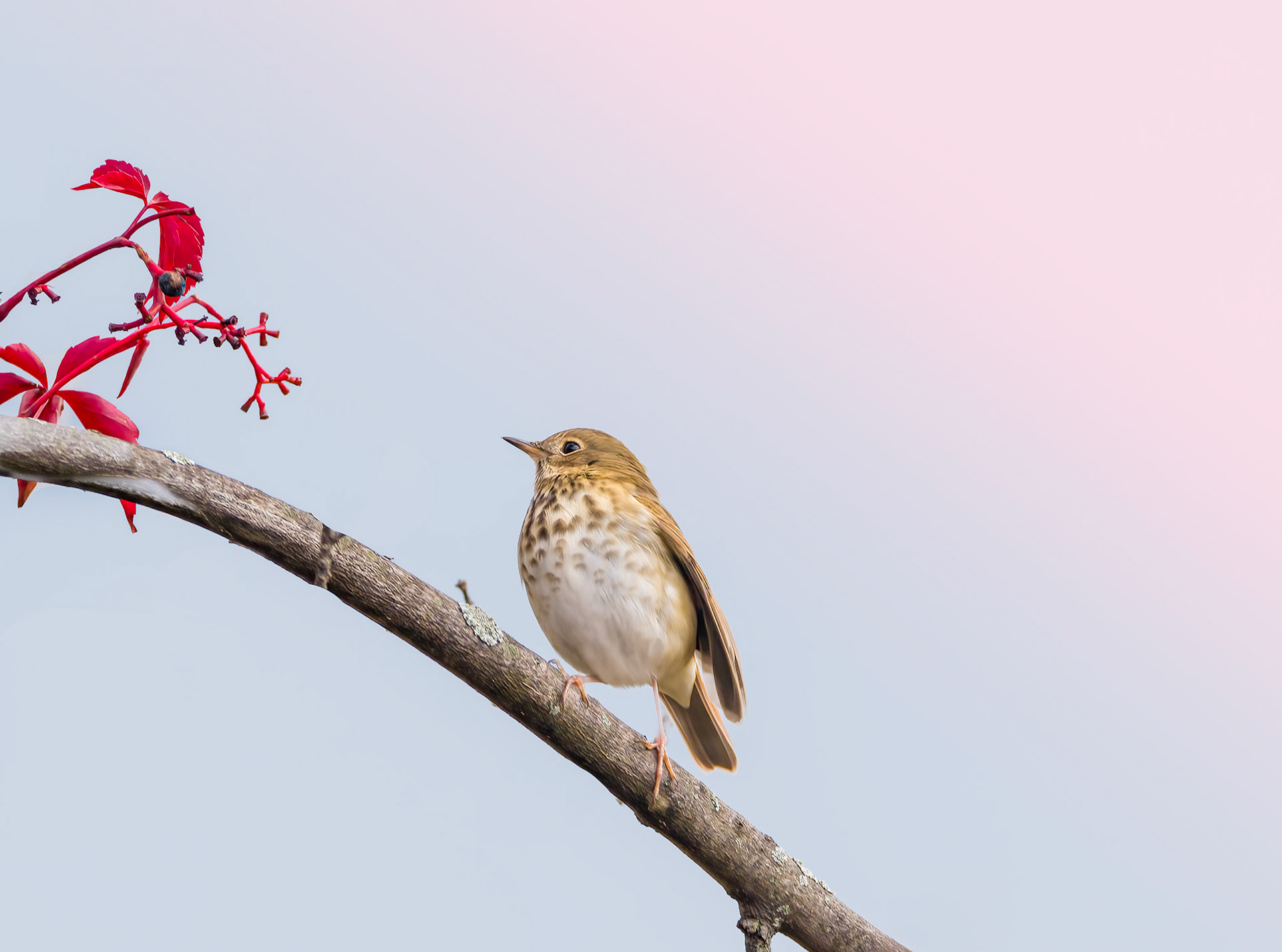 Hermit Thrush