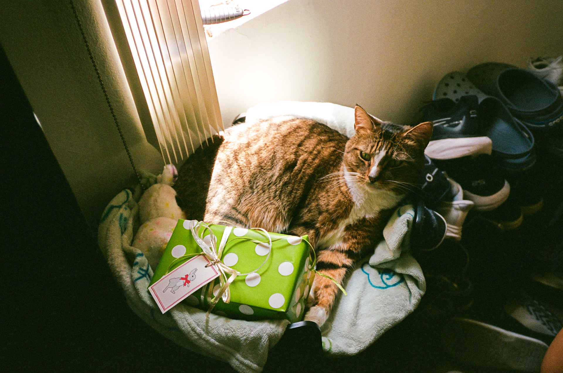 i guess we just go get 'em - Image 110