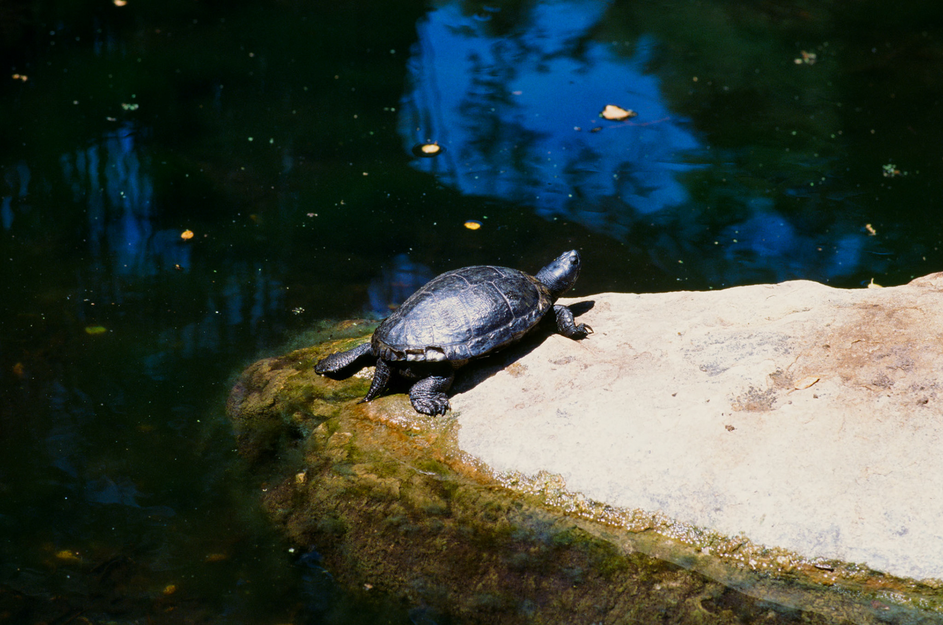 i guess we just go get 'em - Image 92