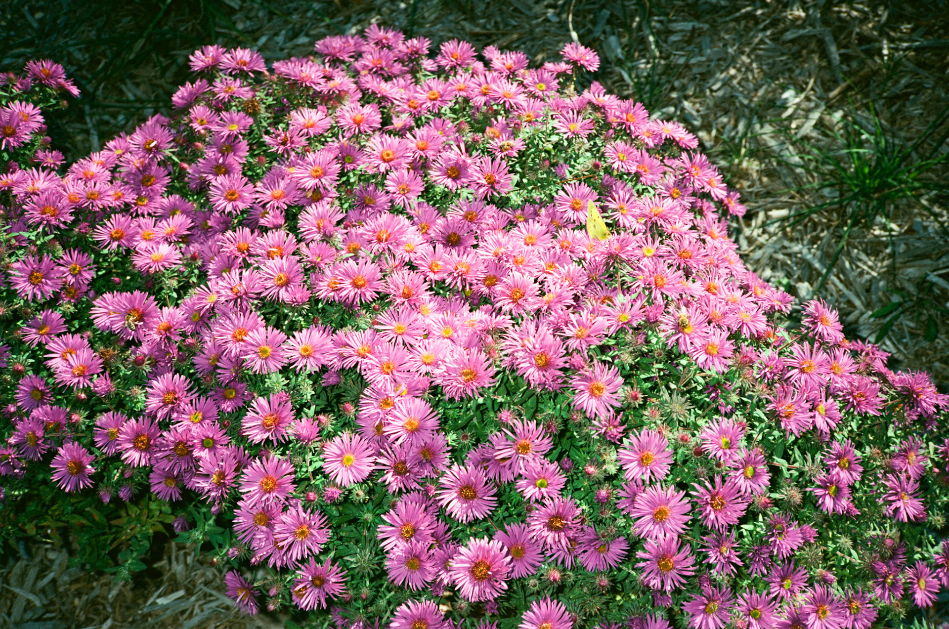 when the money goes, will the honey stay? - Image 12