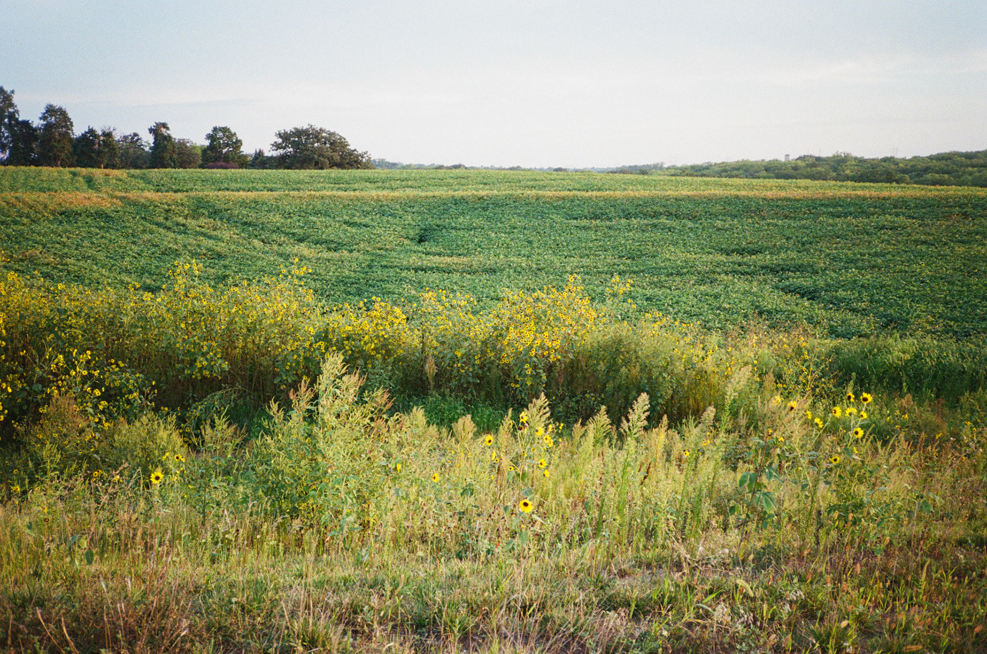 they'll never take the joy from us - Image 19