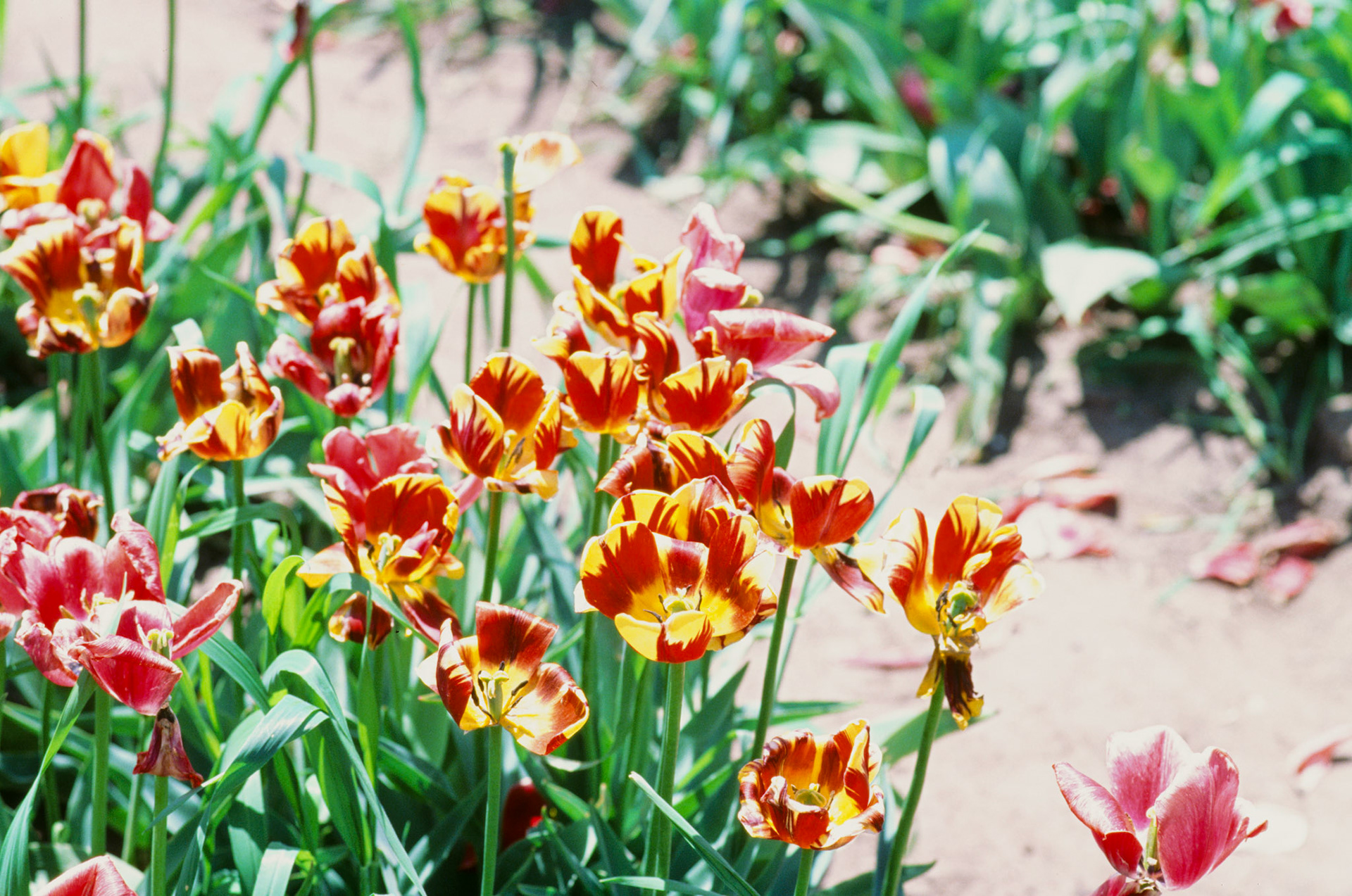 i guess we just go get 'em - Image 99