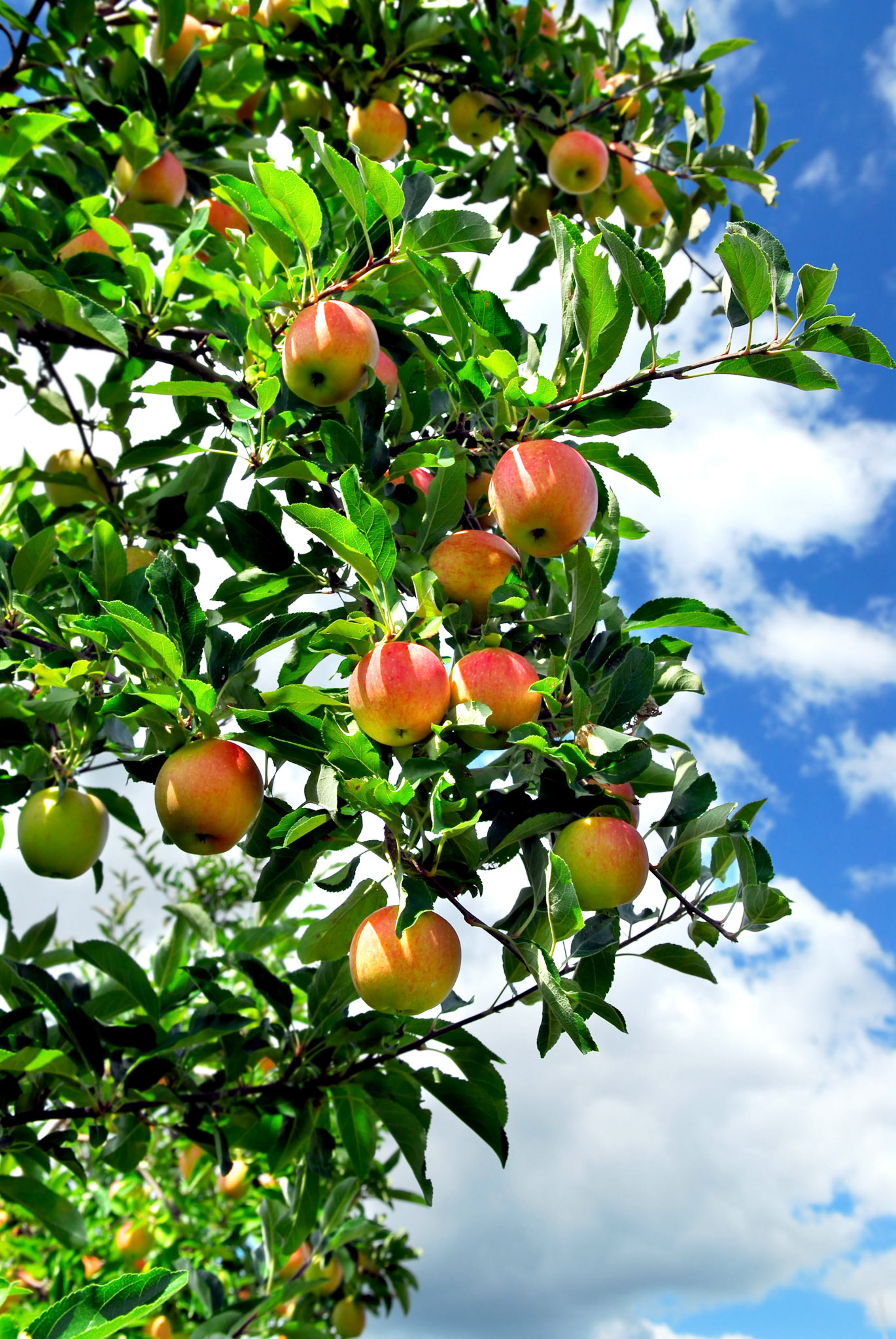 Red ripe apples on apple tree, blue sky background