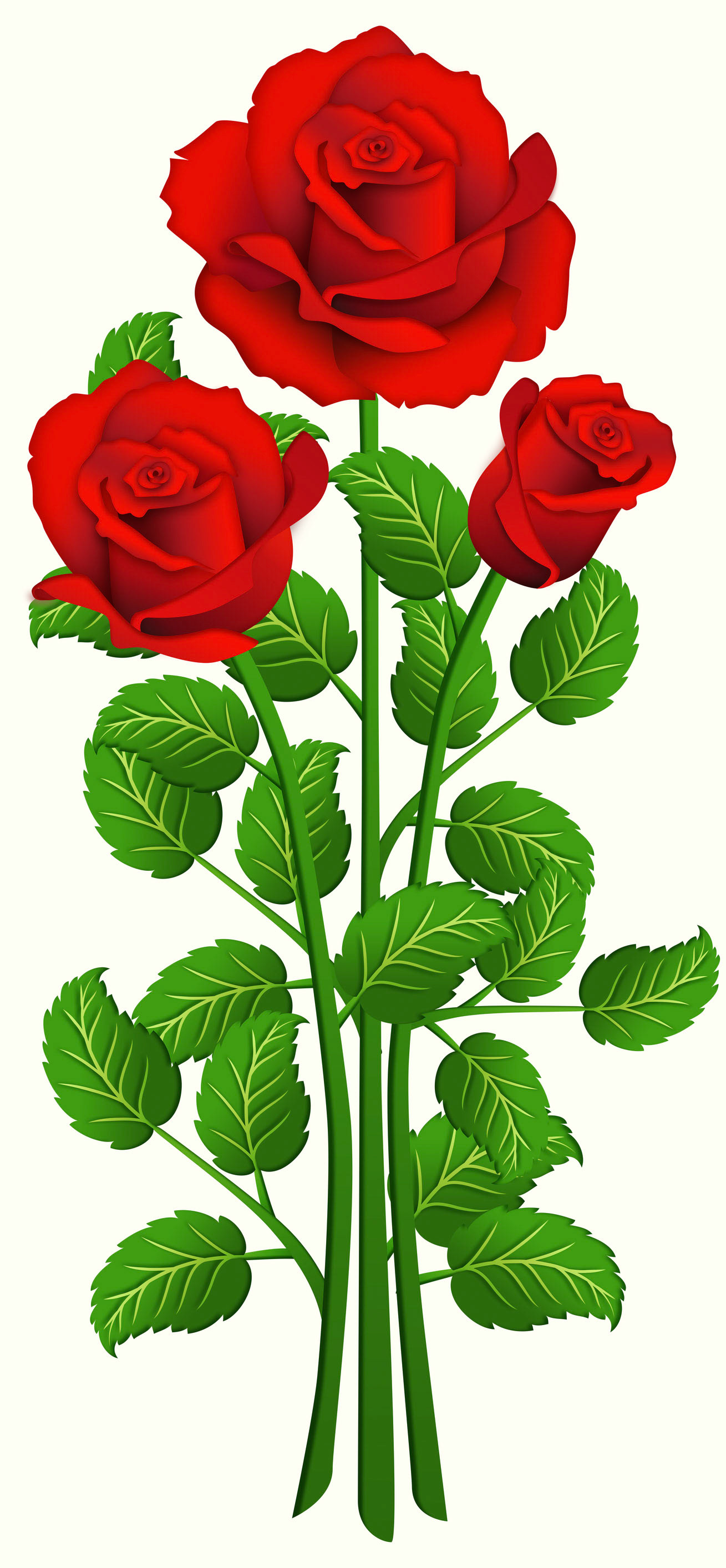 Three red roses