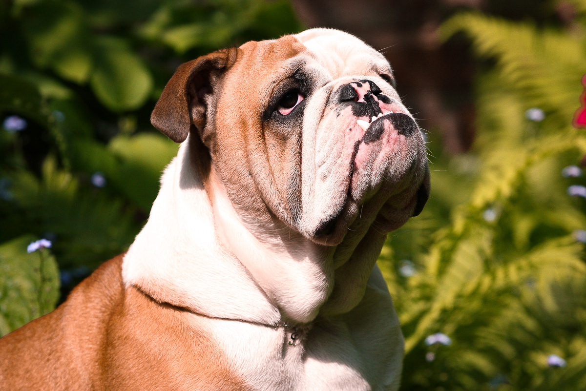 Englische Bulldogge